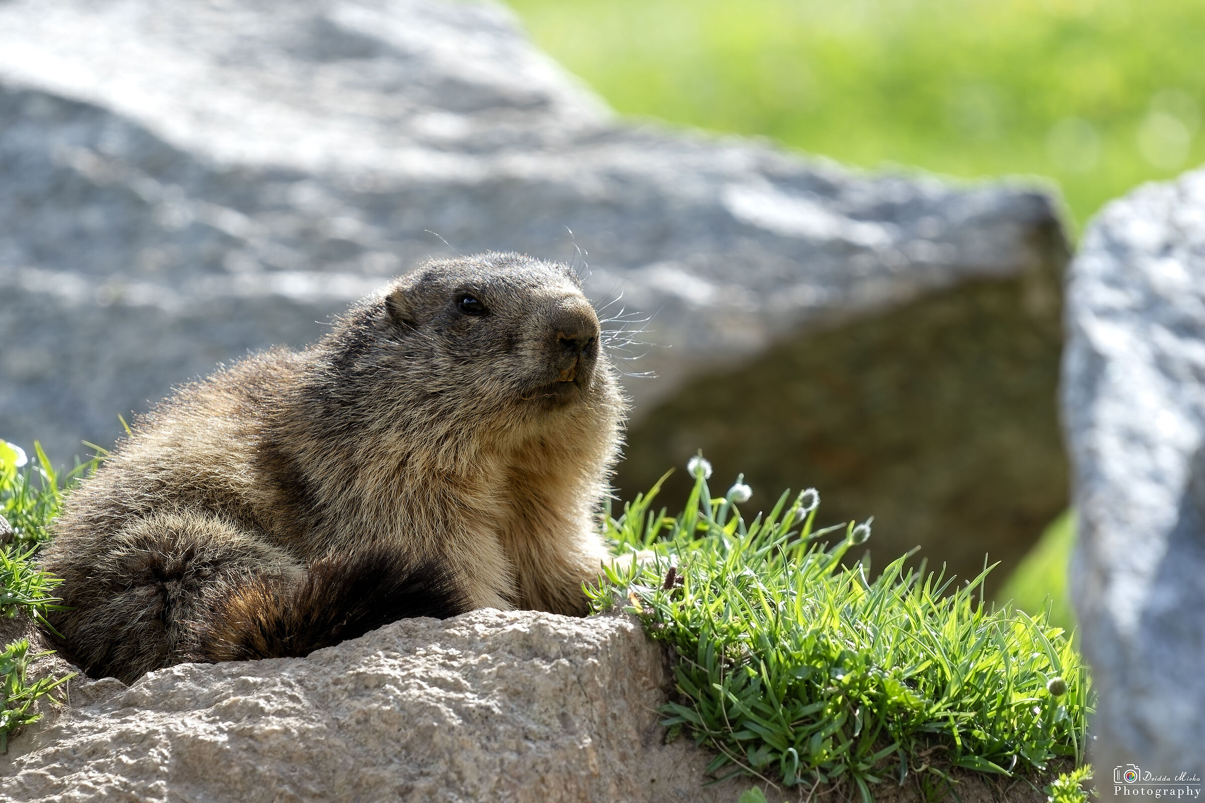 Marmotta