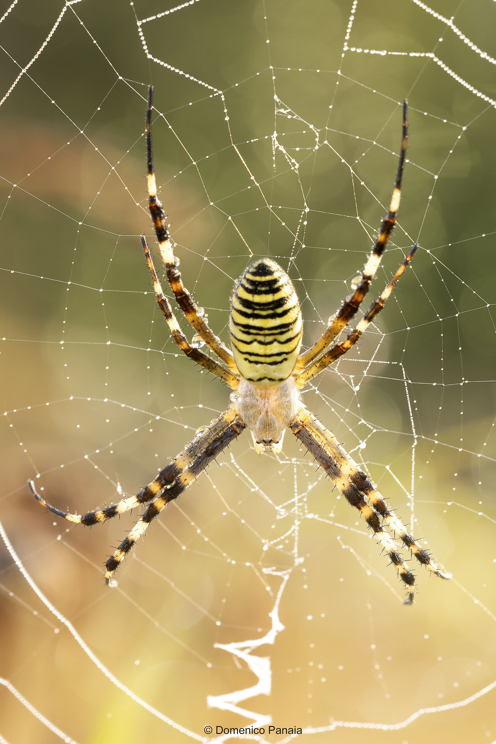 wasp spider