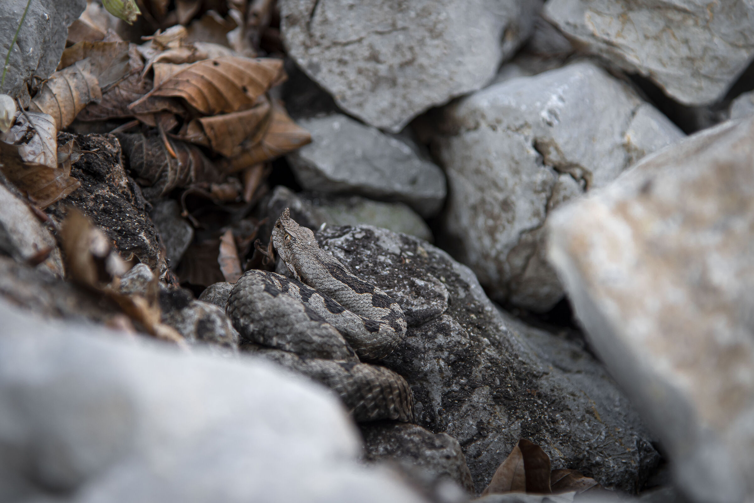 Horned viper (vipera ammodytes)