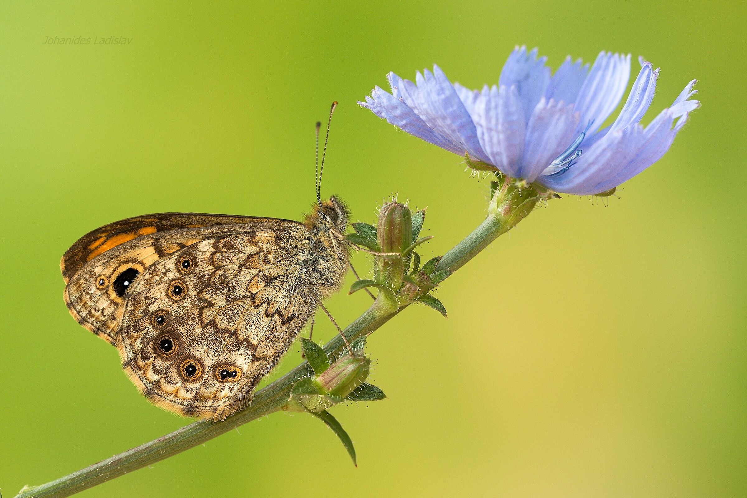 Lasiommata megera (maschio)
