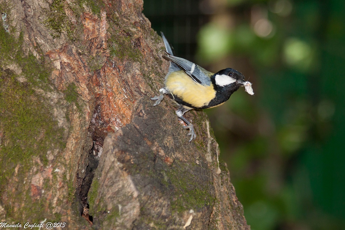 great tit