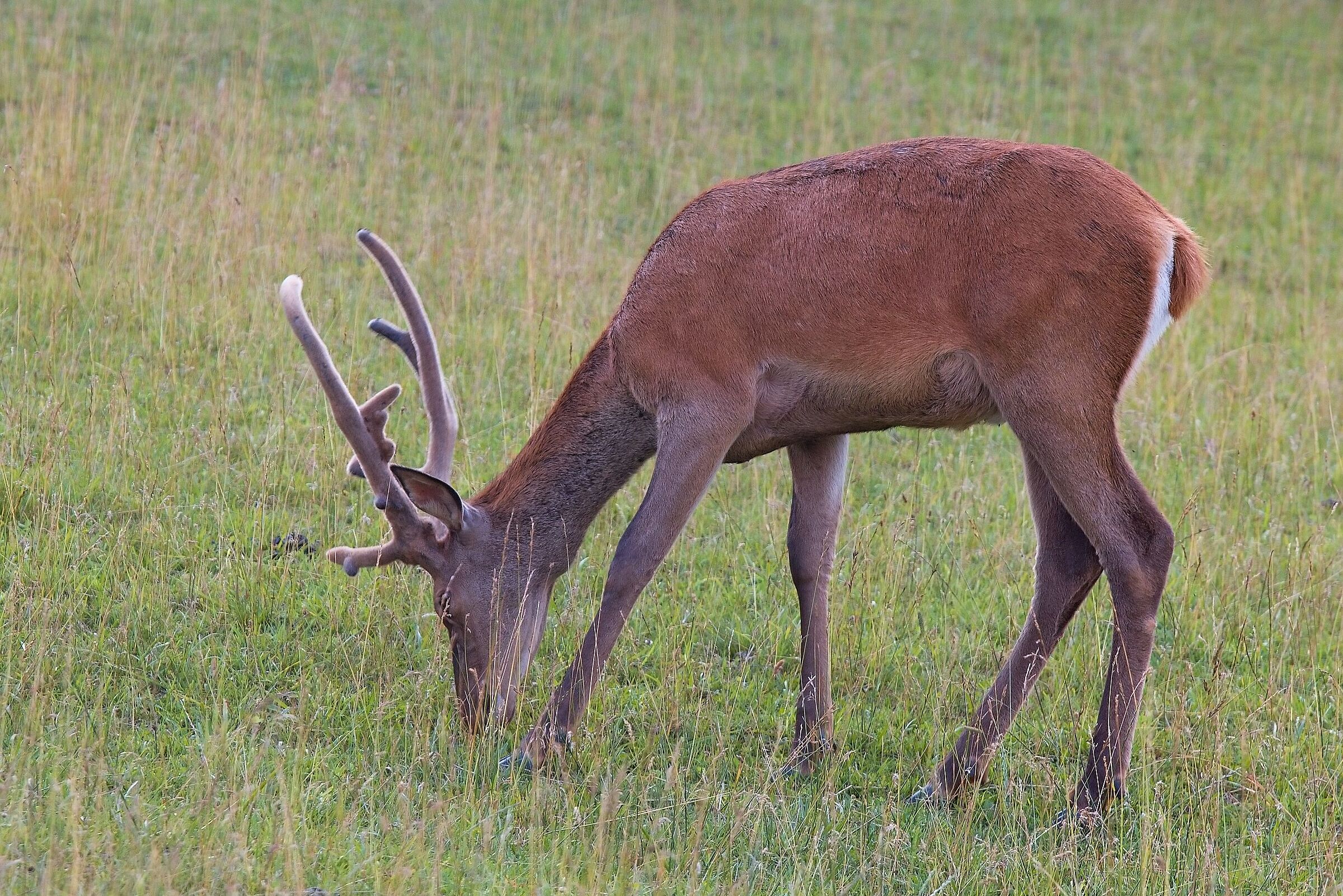 Cervus elaphus