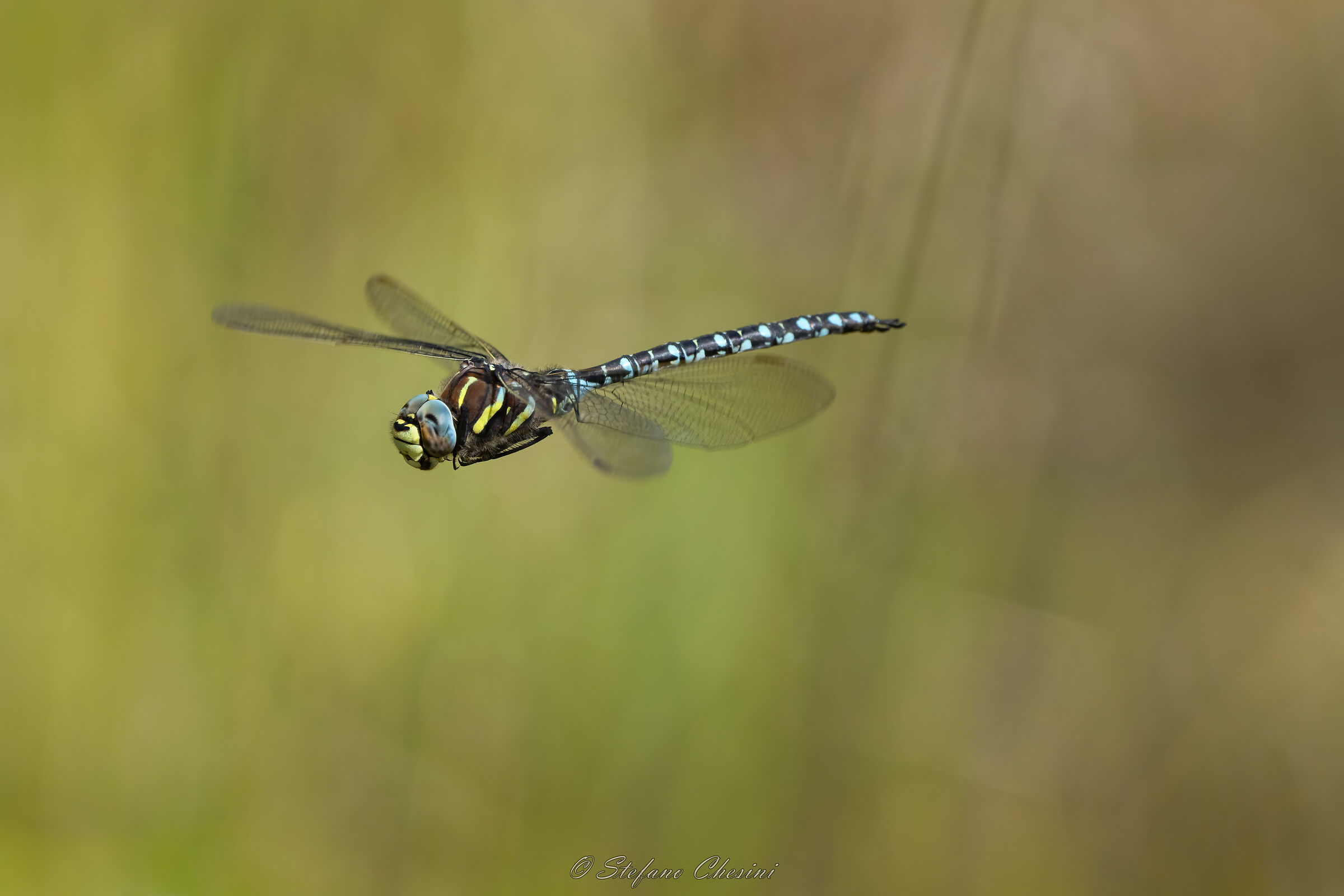 Dragone alpino a torre di controllo...