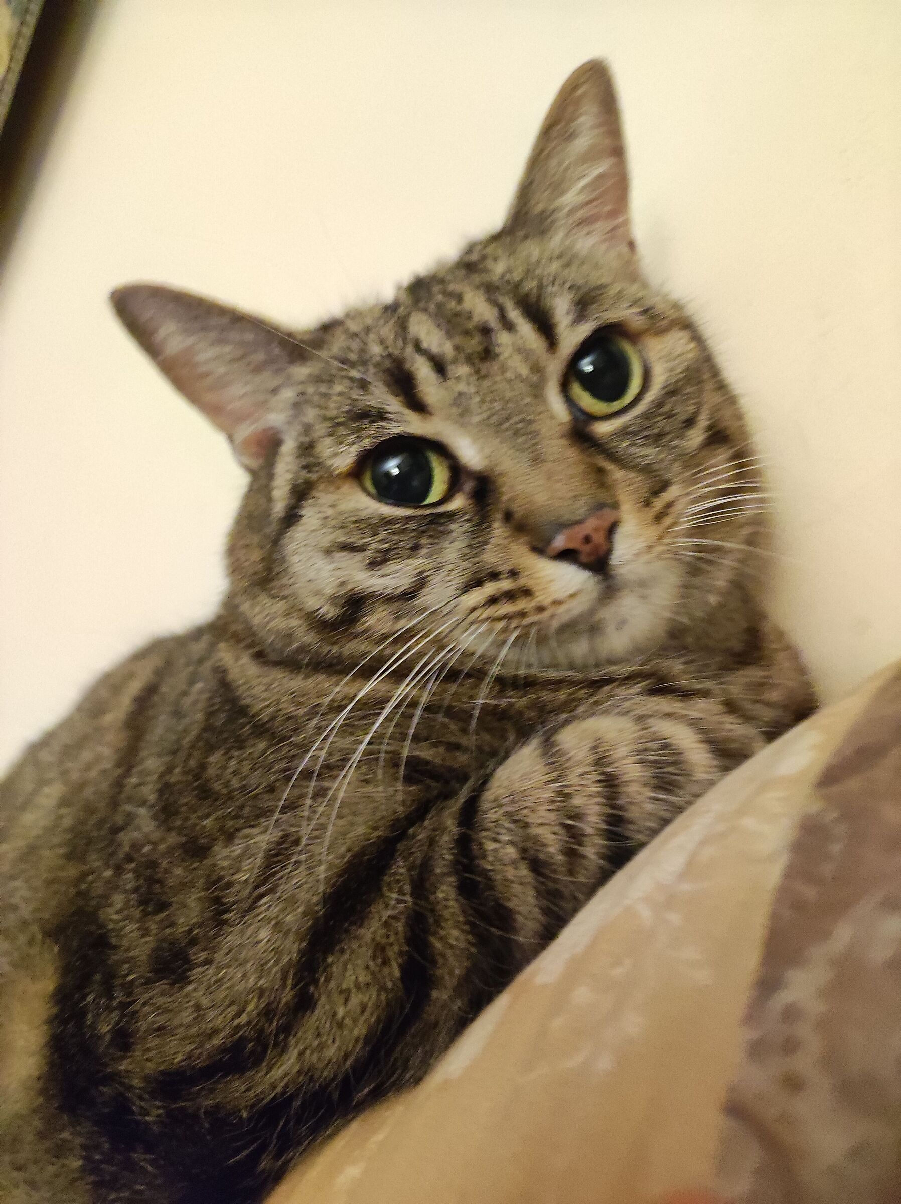 Gatto