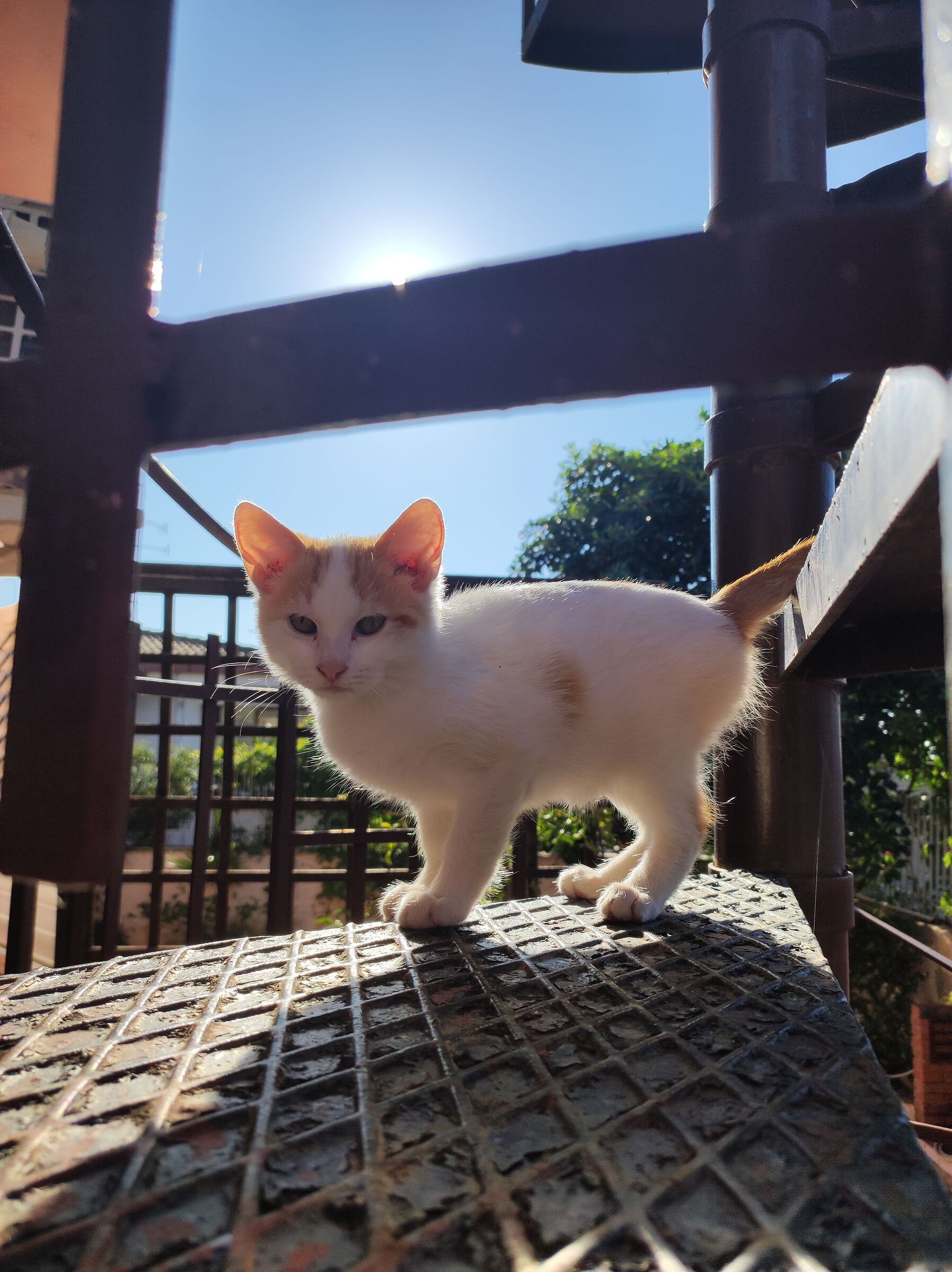 Cat in the sun