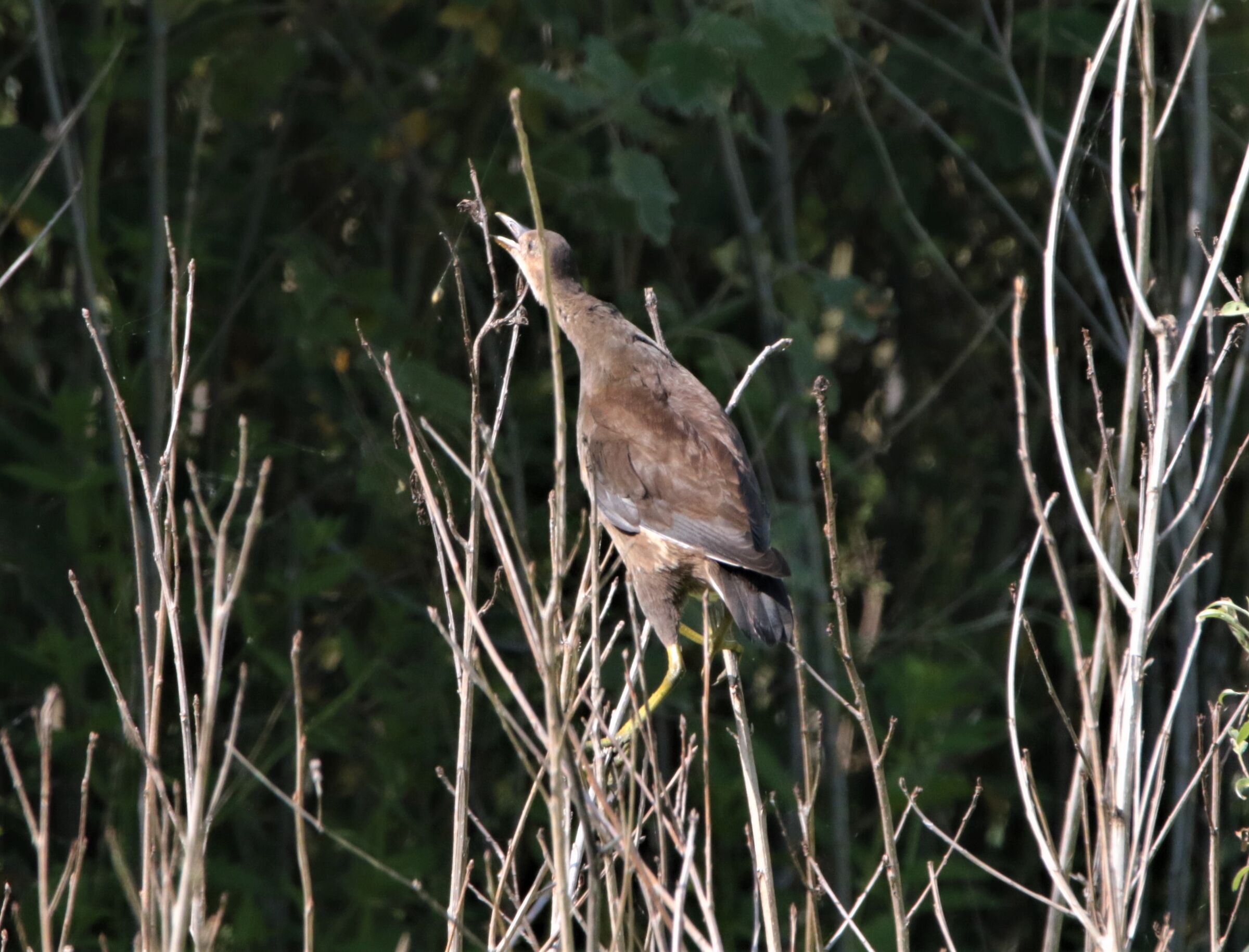 Spider web prey hen with attached spider