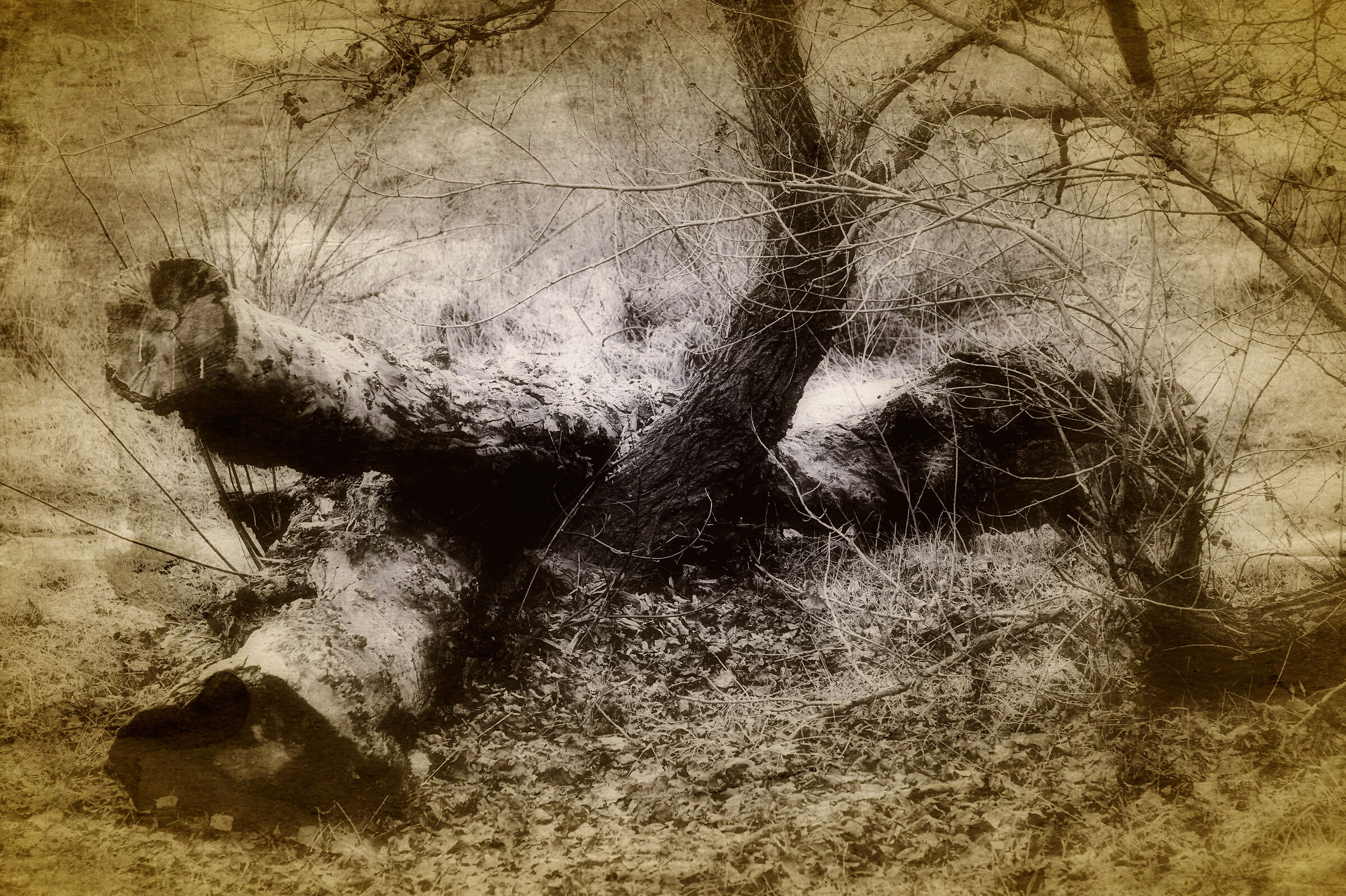 in attesa di essere decapitati