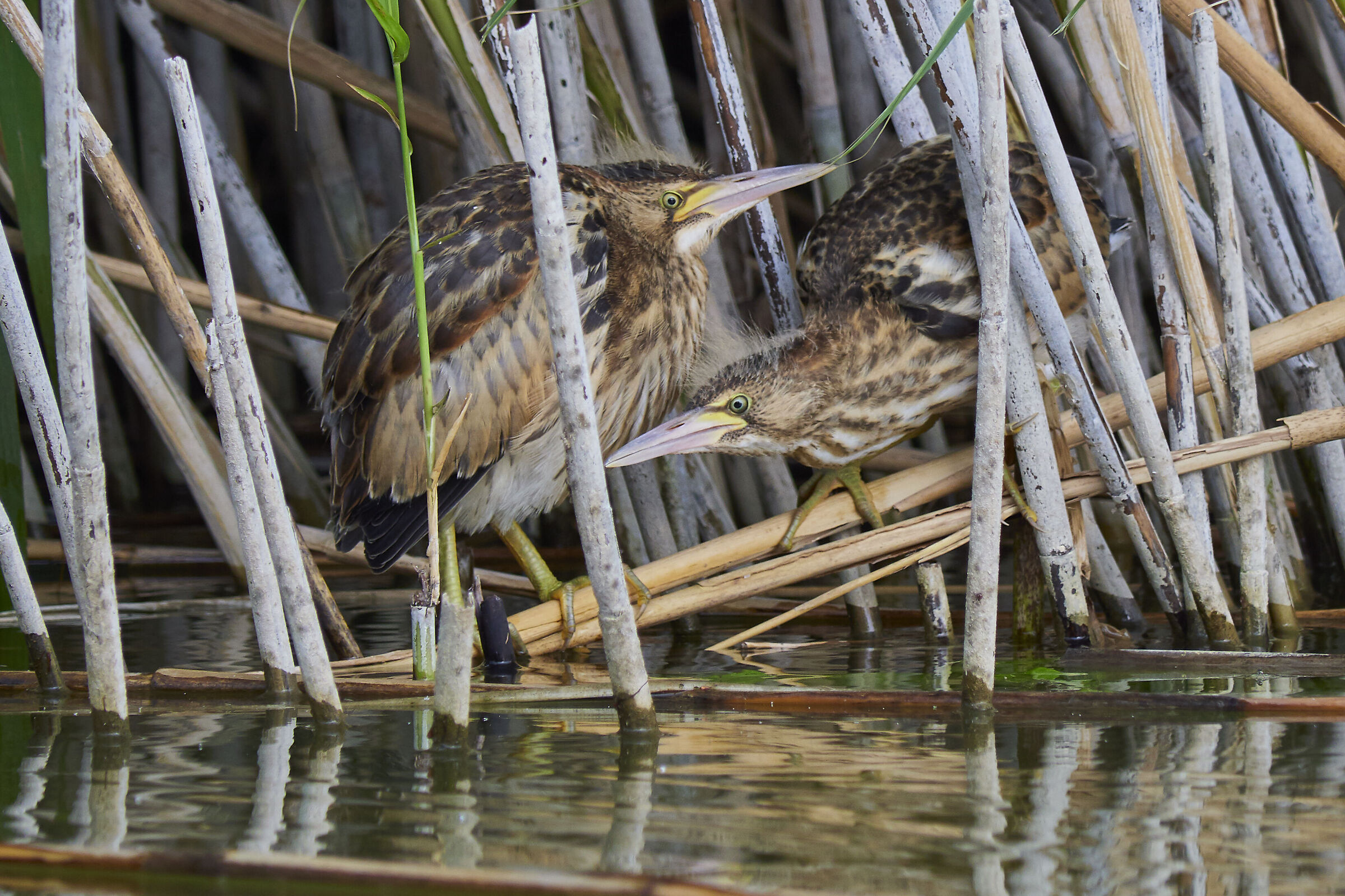 Little Bittern ( Ixobrychus minutus )
