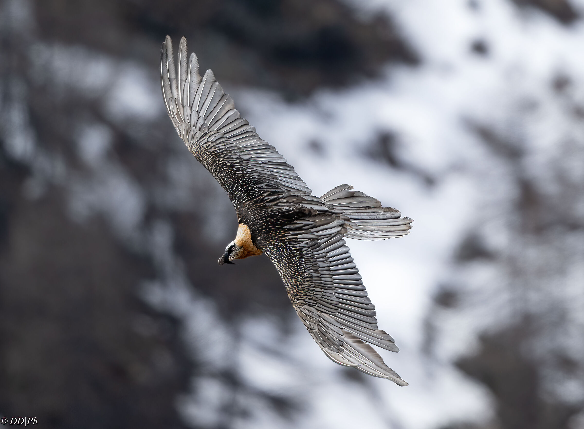 Bearded vulture