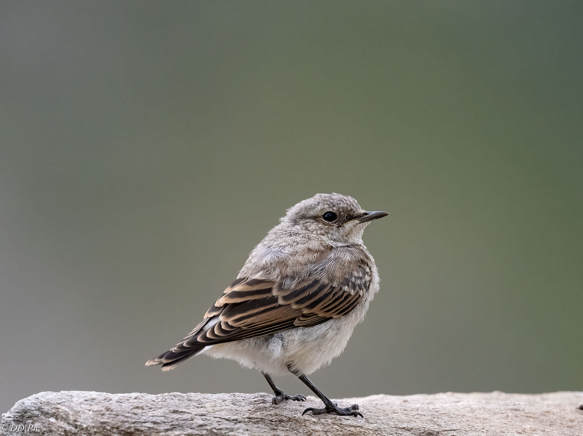 Northern wheatear