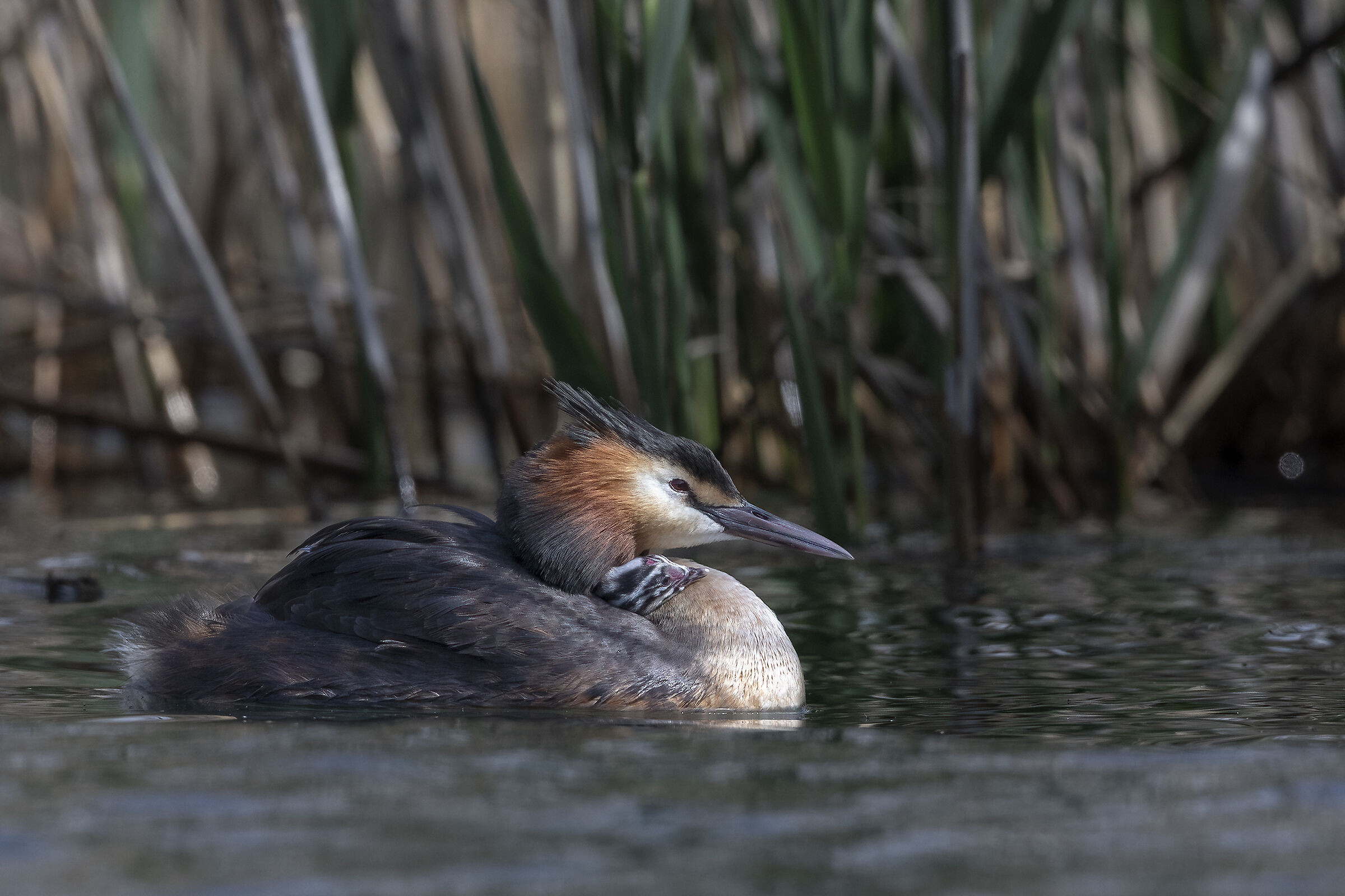 Grebes