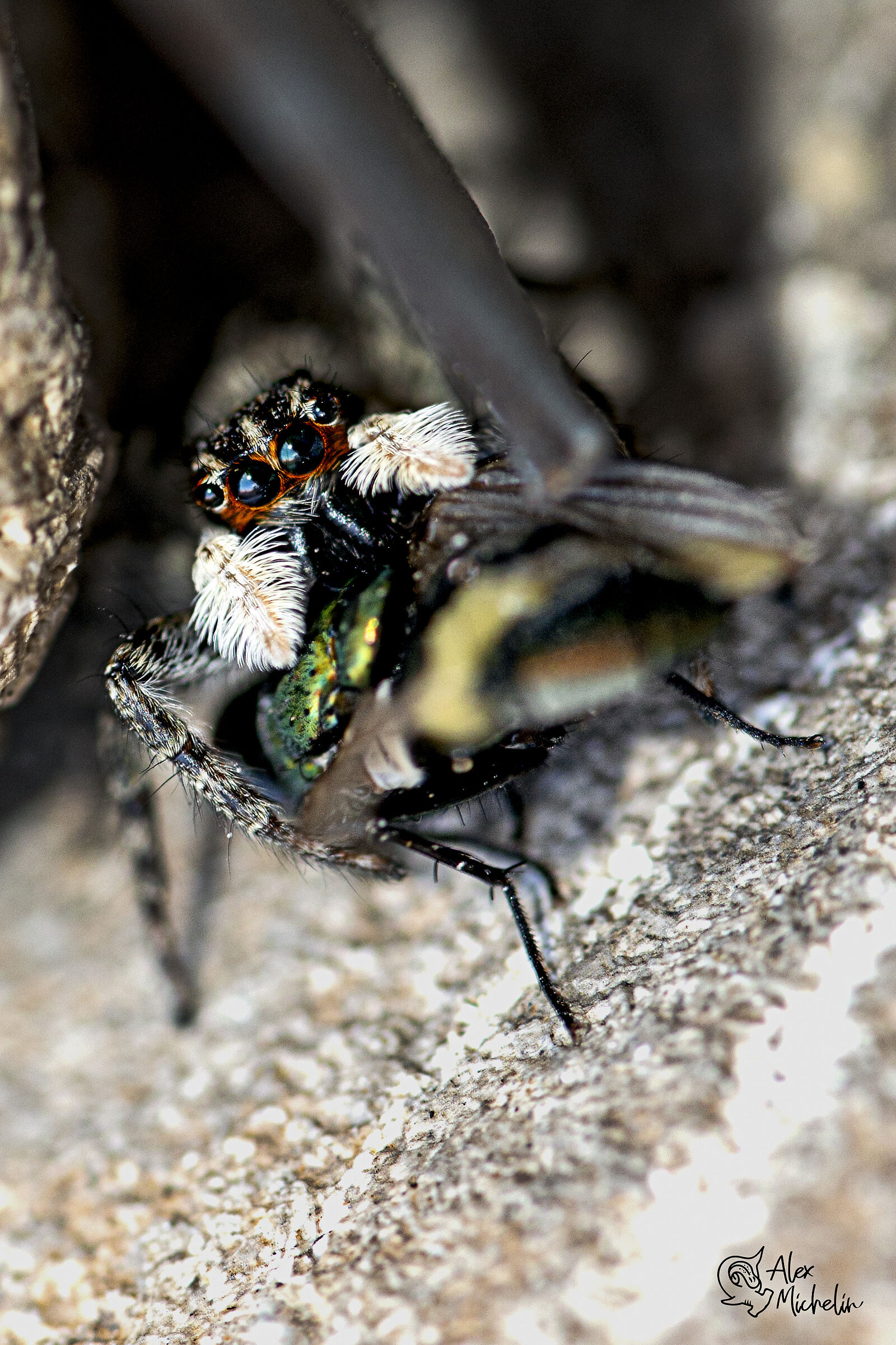 Menemerus semilimbatus con preda