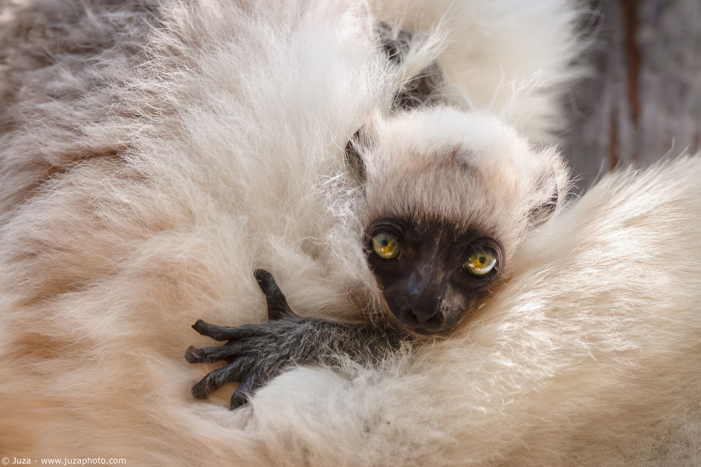 Decken's Sifaka (Propithecus deckenii)