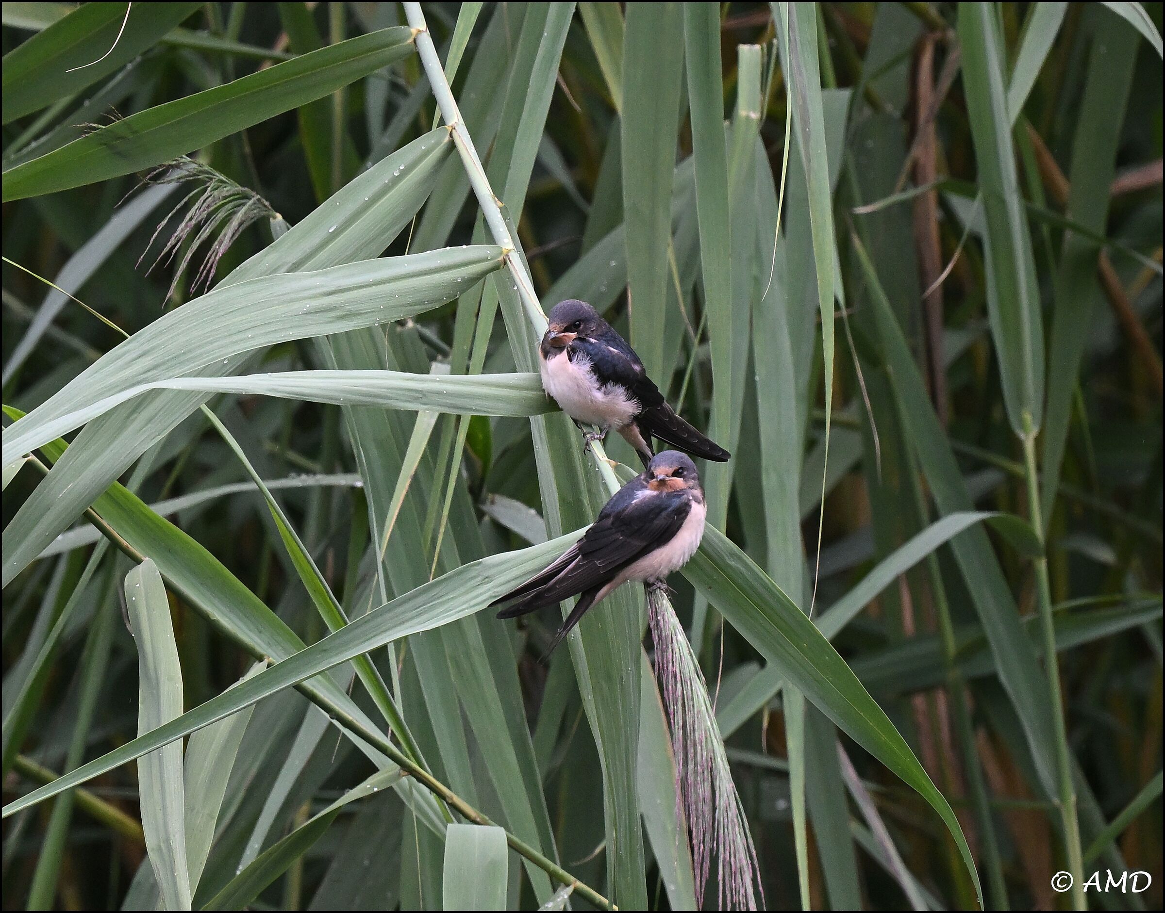 Barn swallows