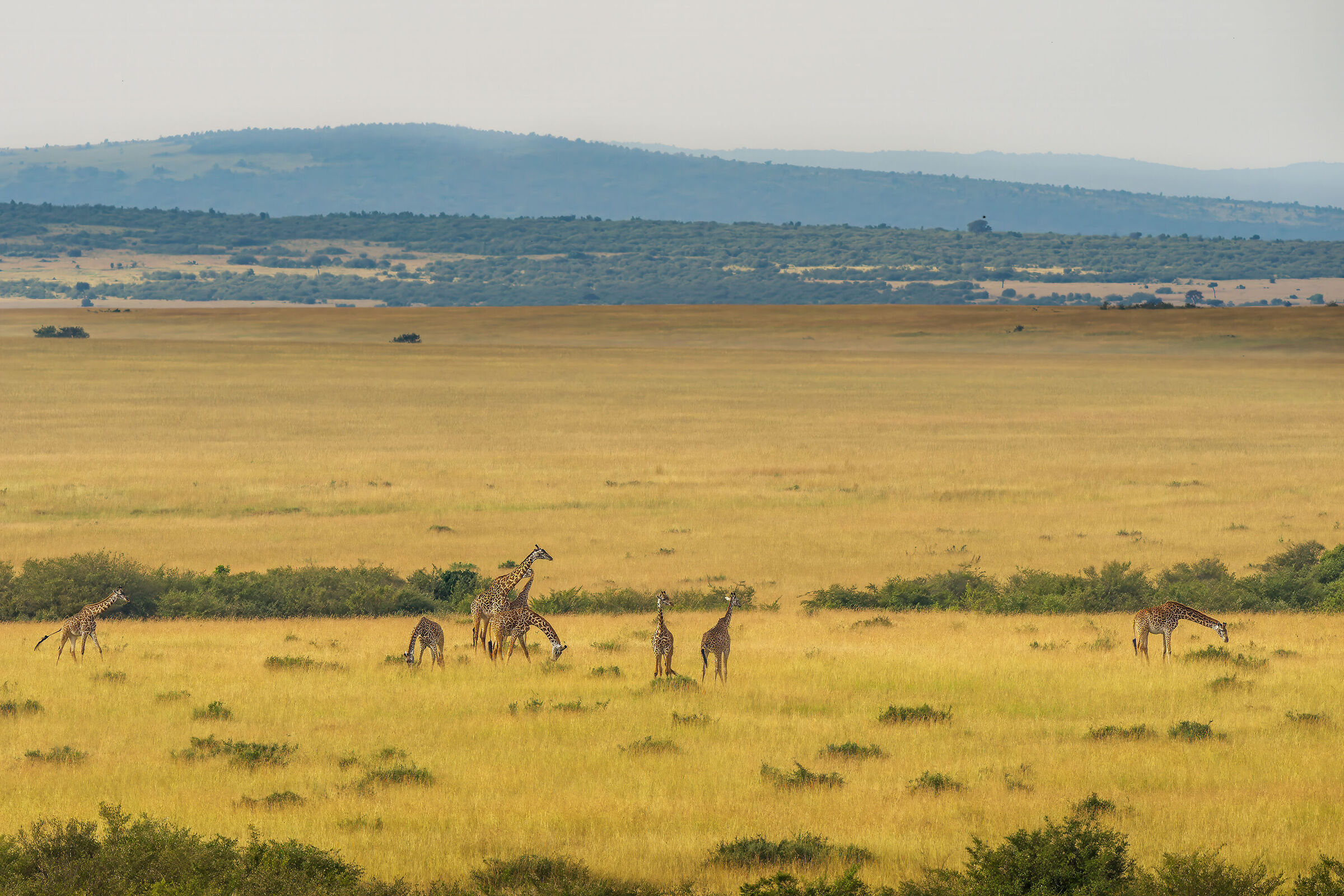 palcoscenico d'Africa