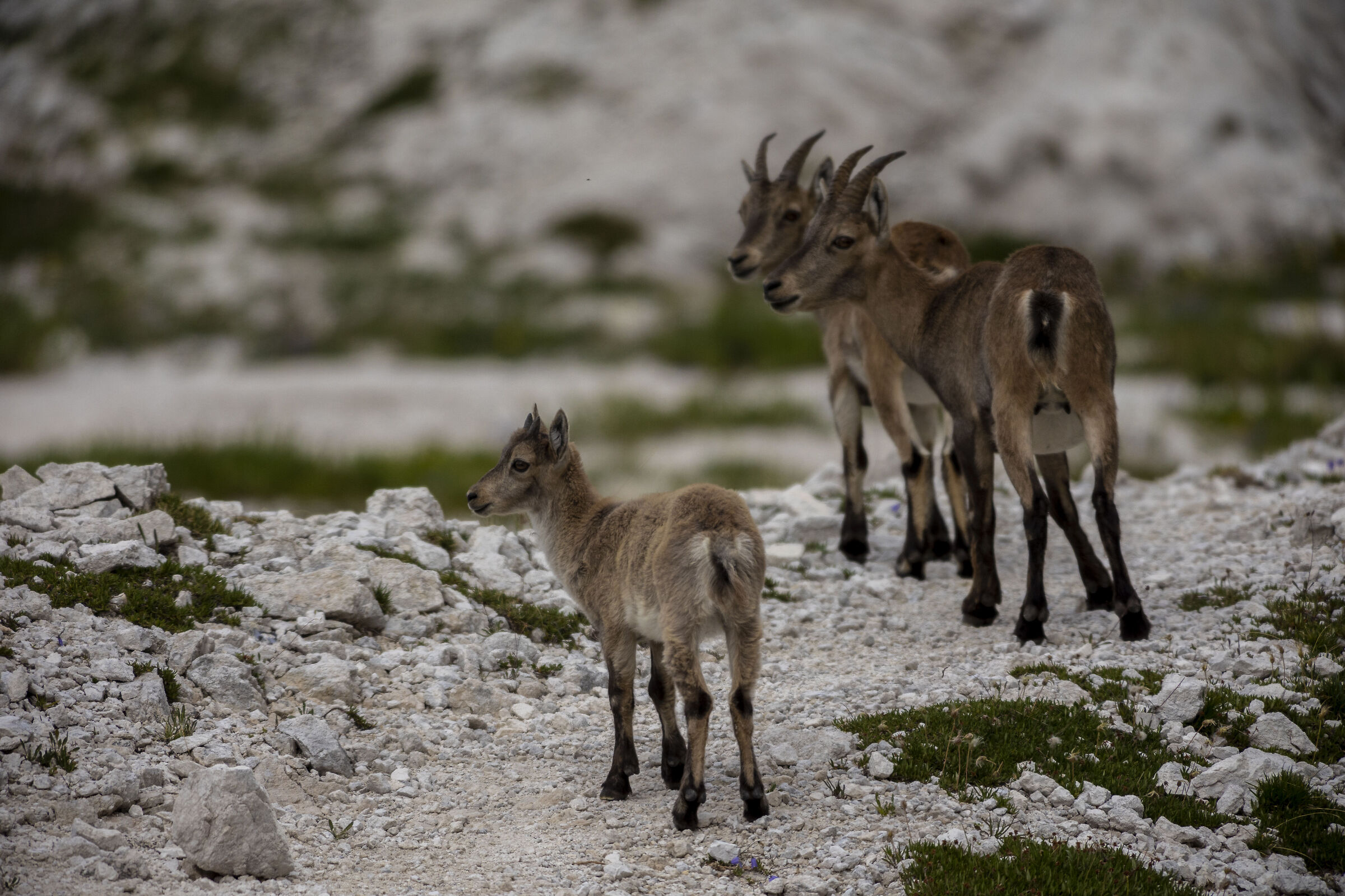 Ibex
