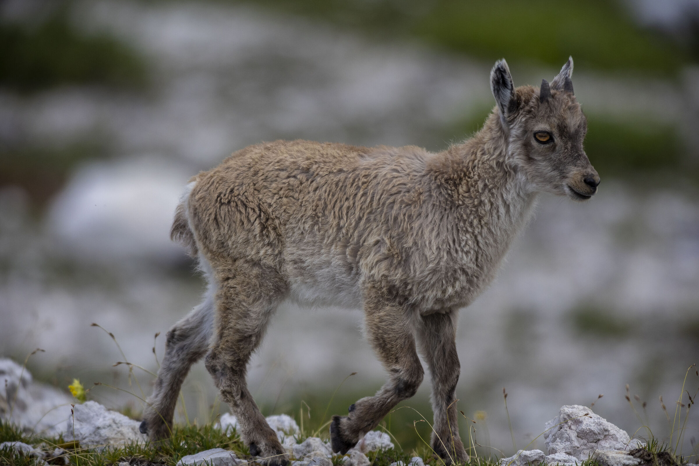 Small ibex