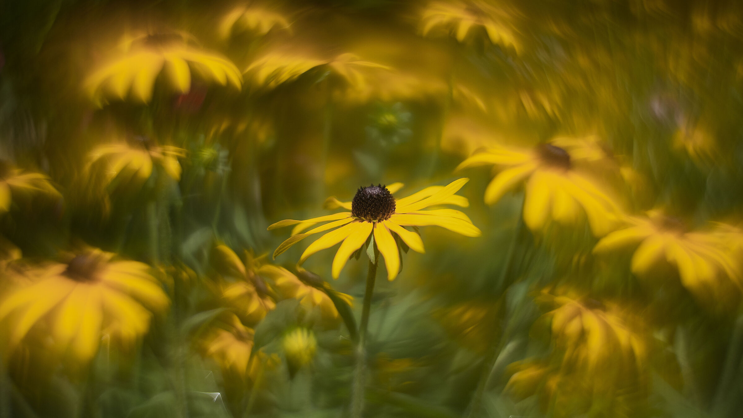 Rudbeckia fulgida