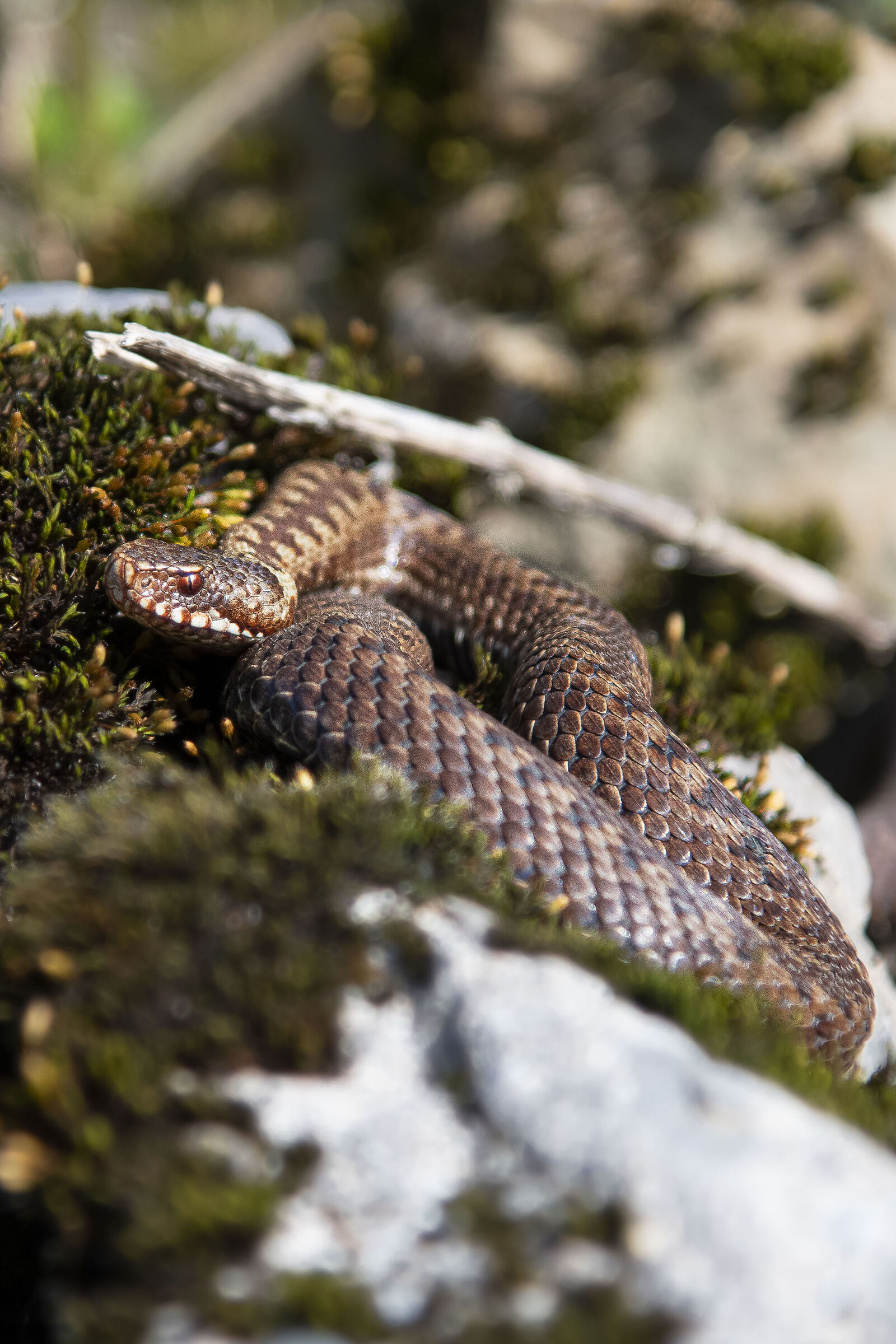 Marasso (vipera berus)