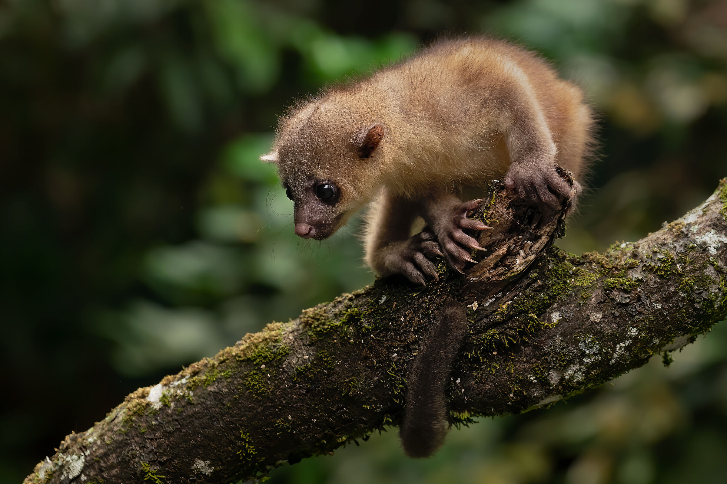 Kinkajou
