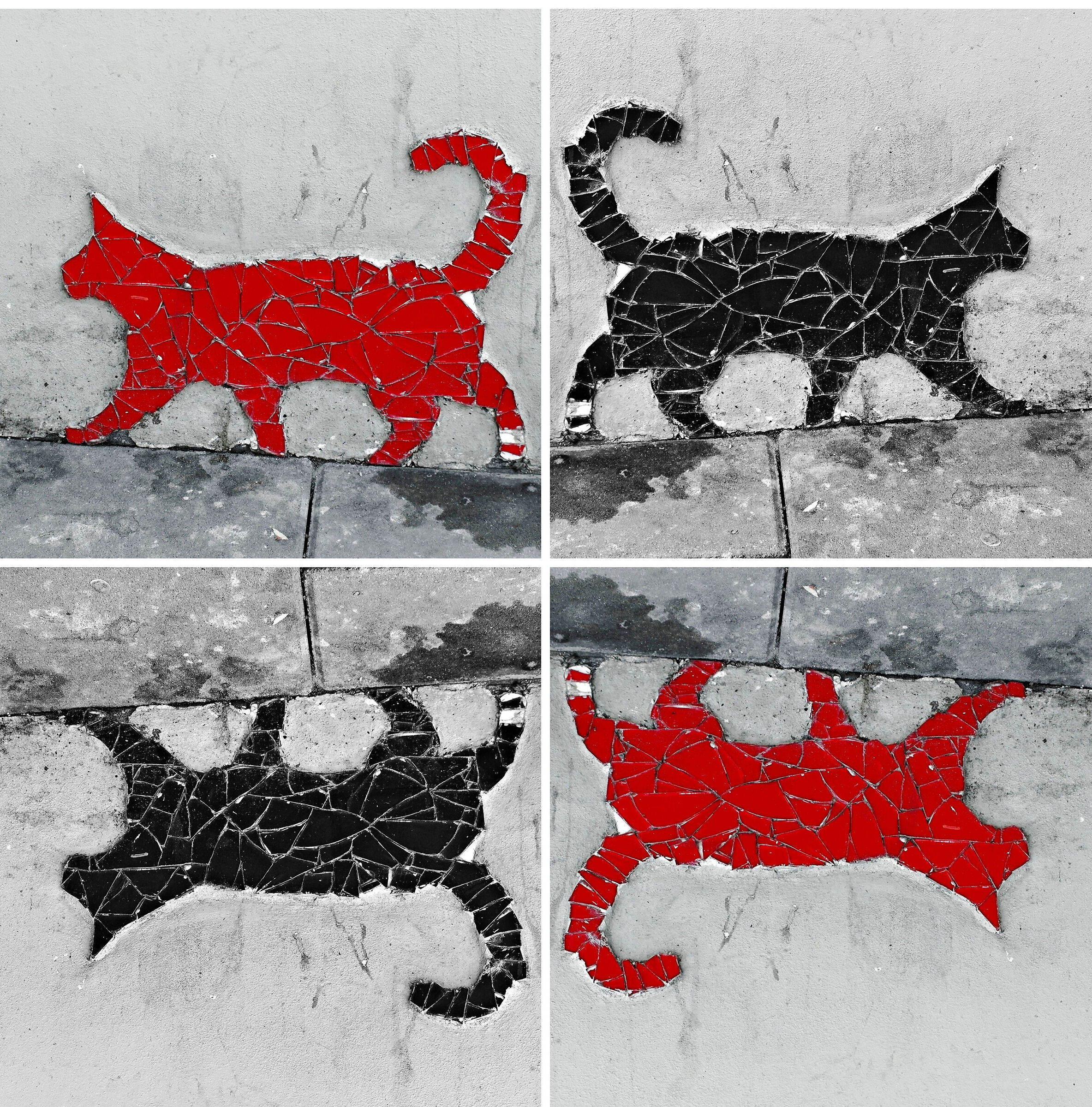 gatto nero, gatto rosso