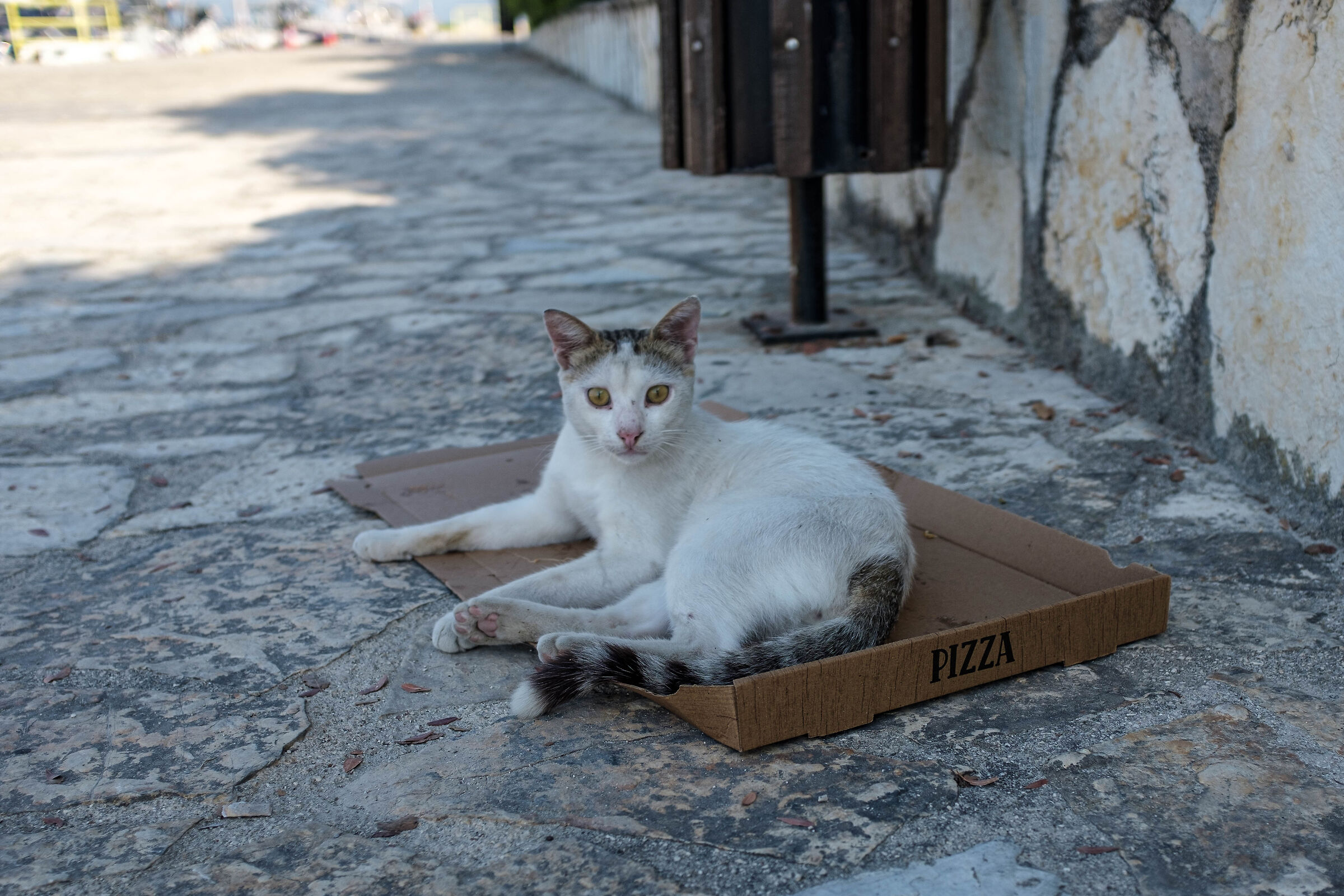 Gattopizza