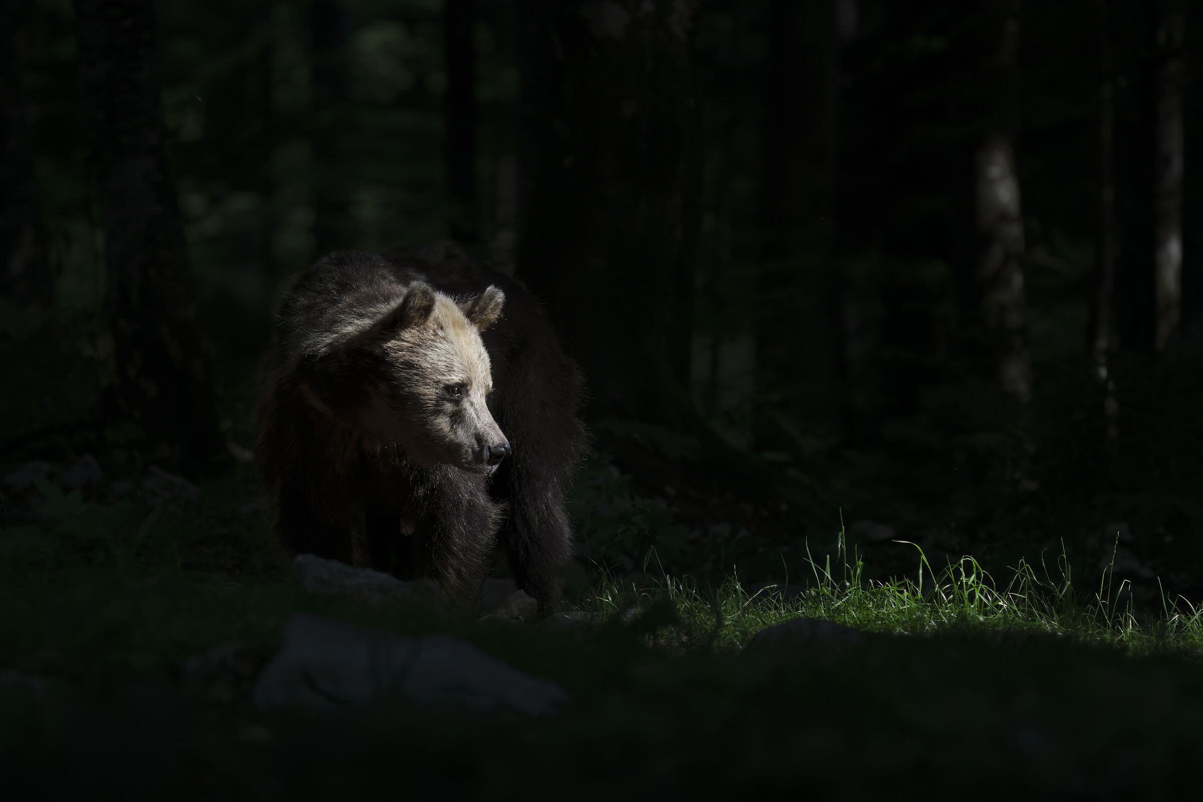 Bear hit by sunbeam