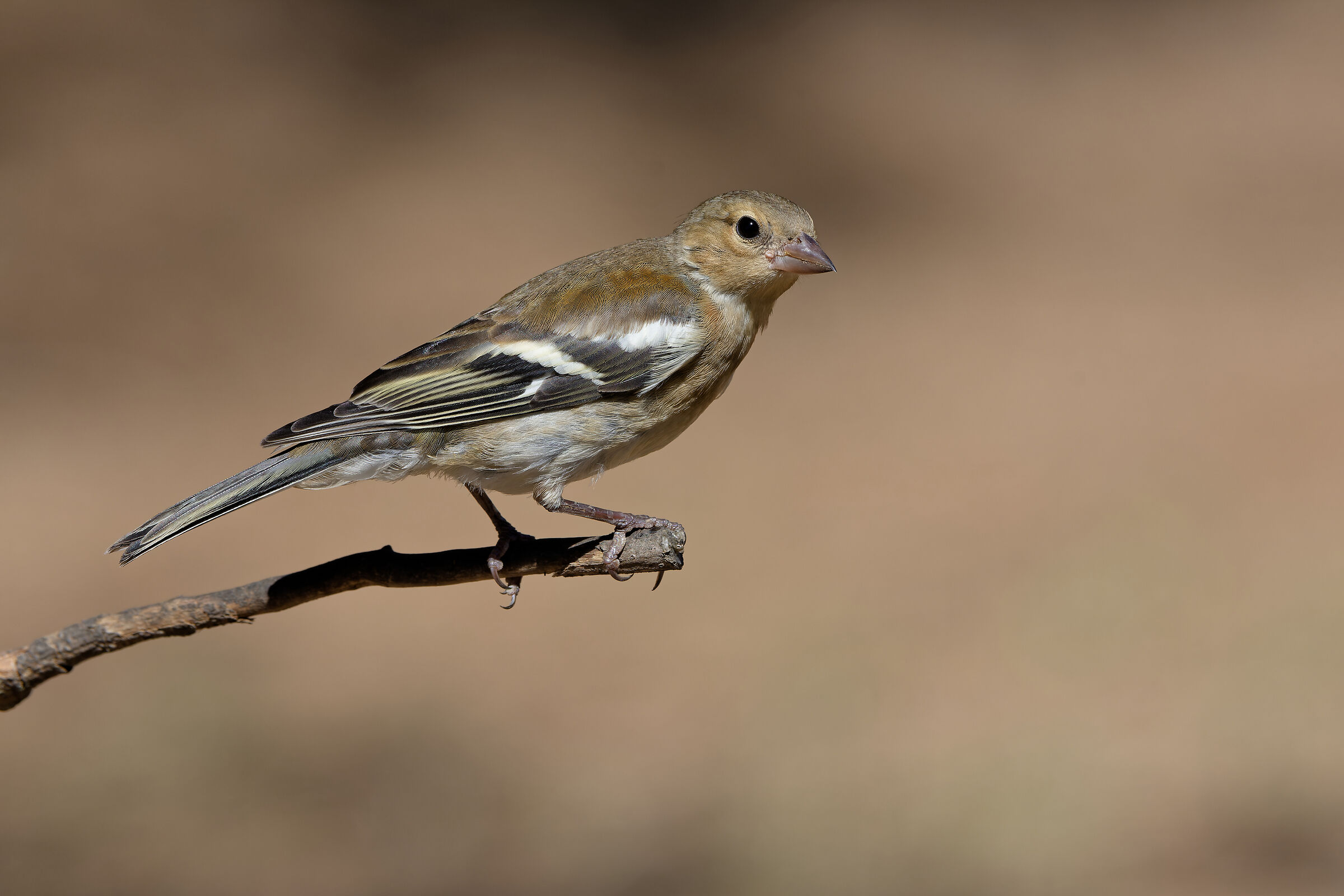 Common chaffinch (F)