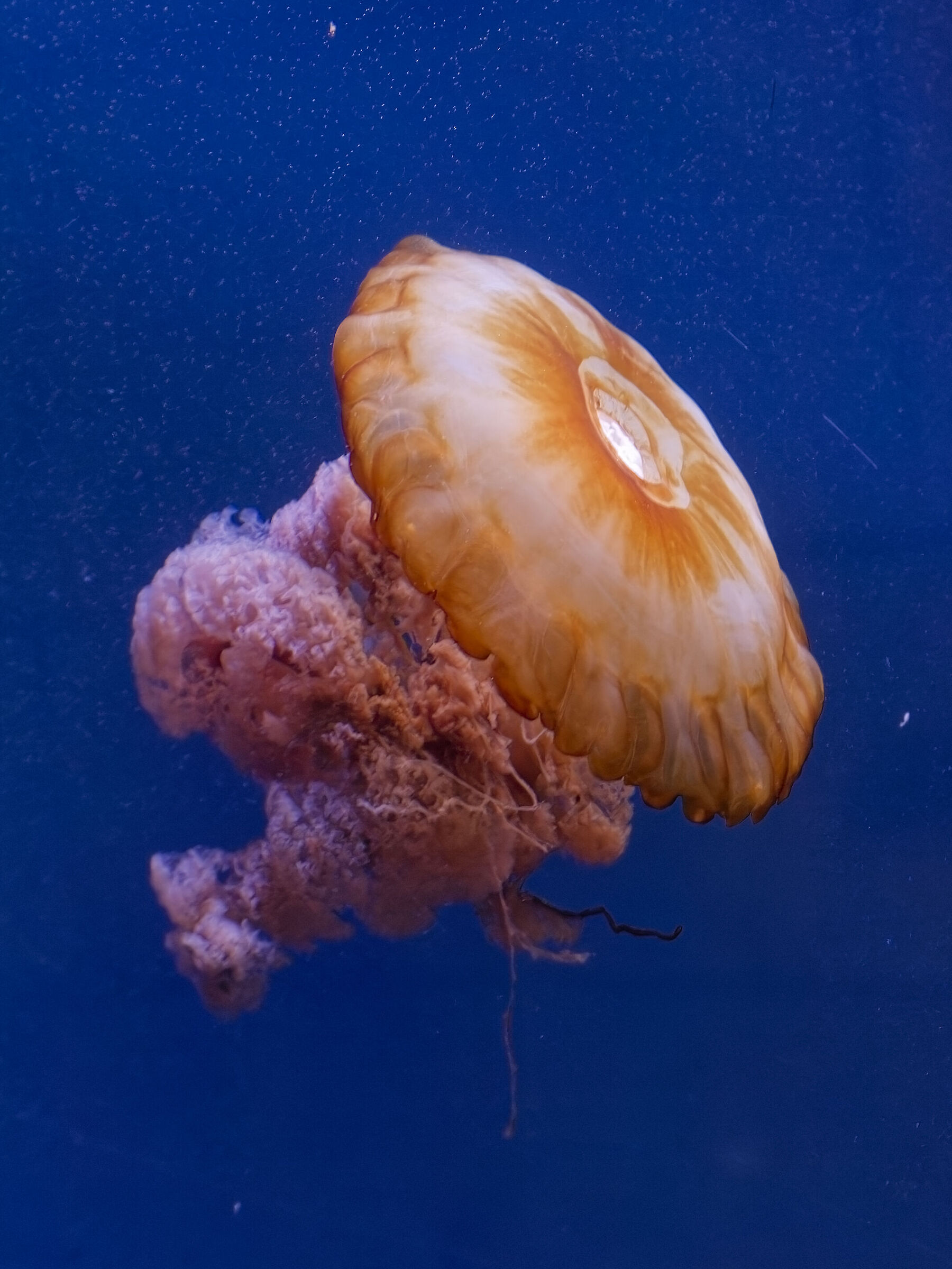 Medusa 1 - Oceanographic Museum Valencia