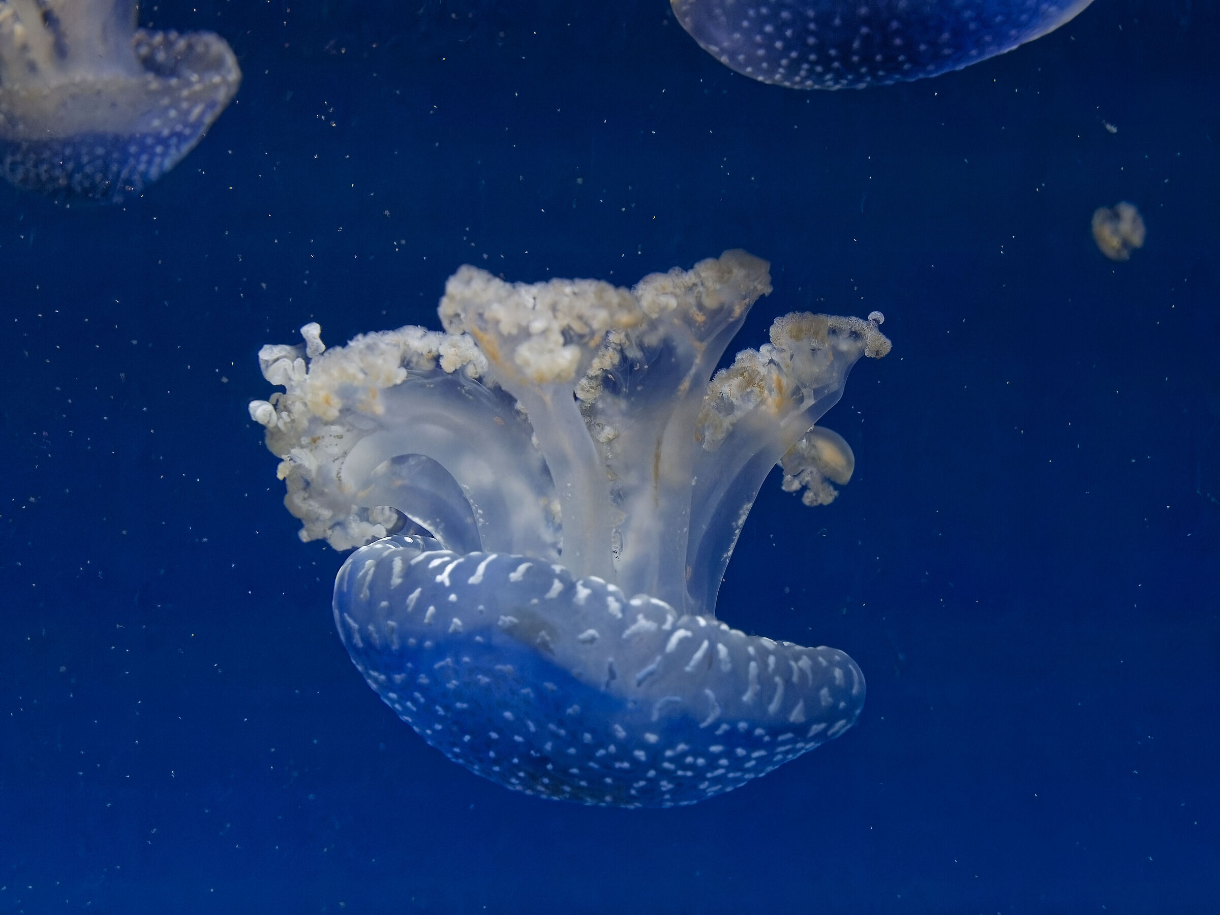 Medusa 2 - Oceanographic Museum Valencia