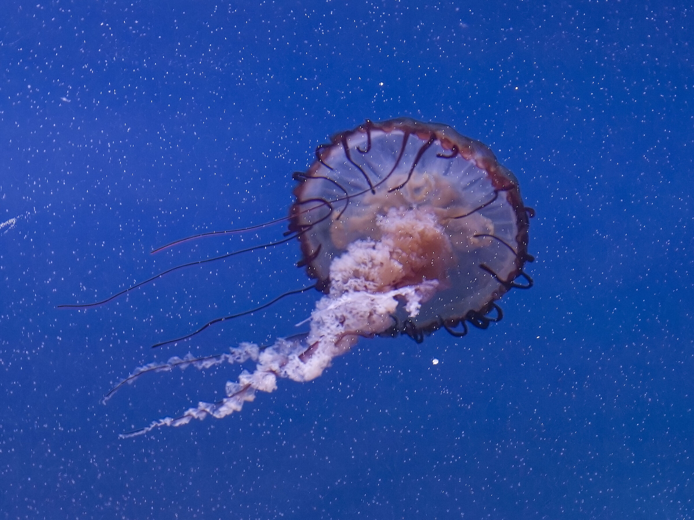Medusa 4 - Oceanographic Museum Valencia