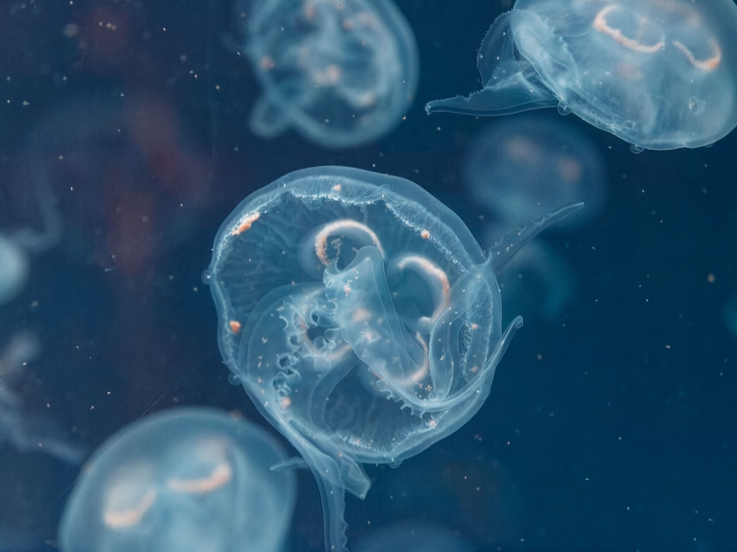 Medusa 5 - Oceanographic Museum Valencia