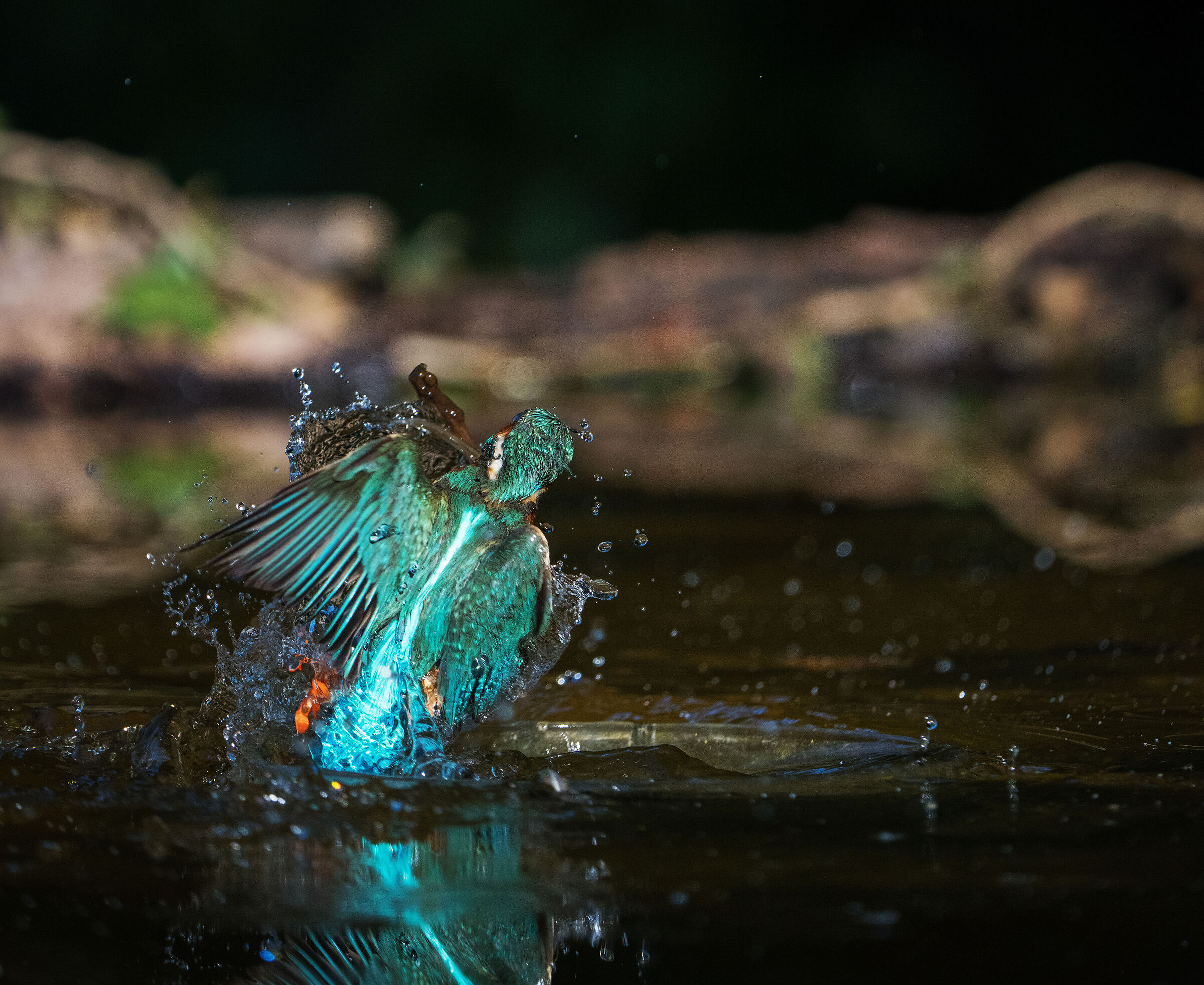 Kingfisher