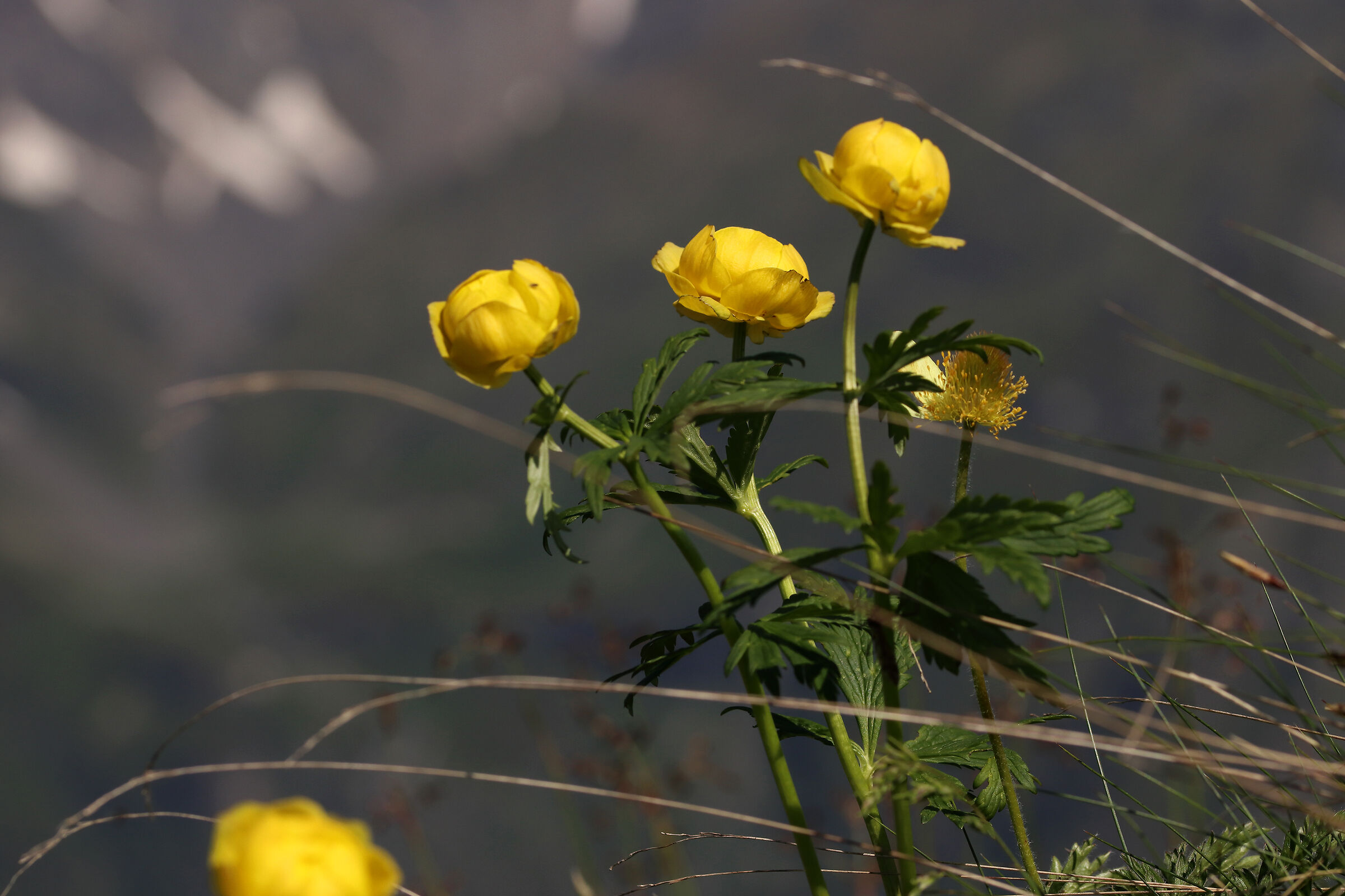 gold button -Orobie -