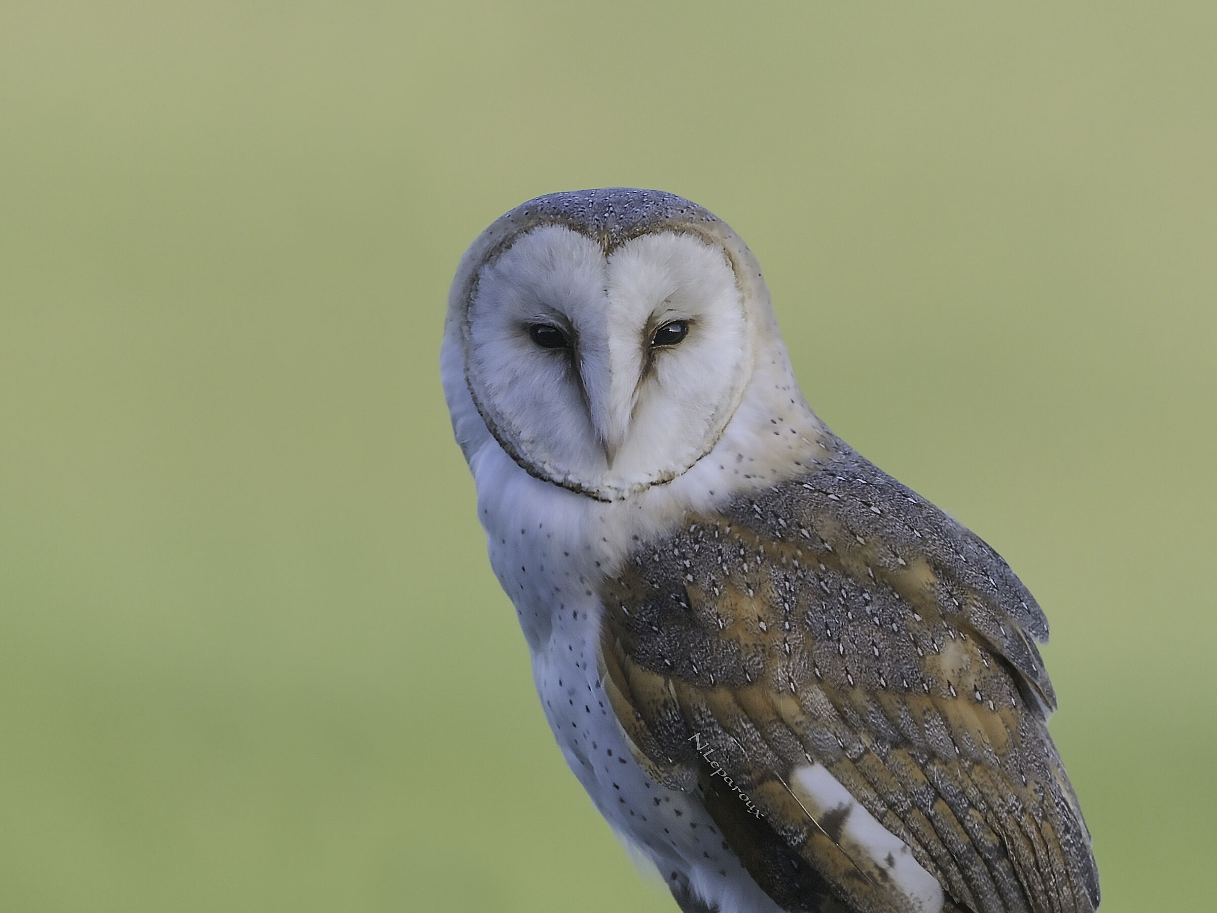 Chouette effraie (portrait)