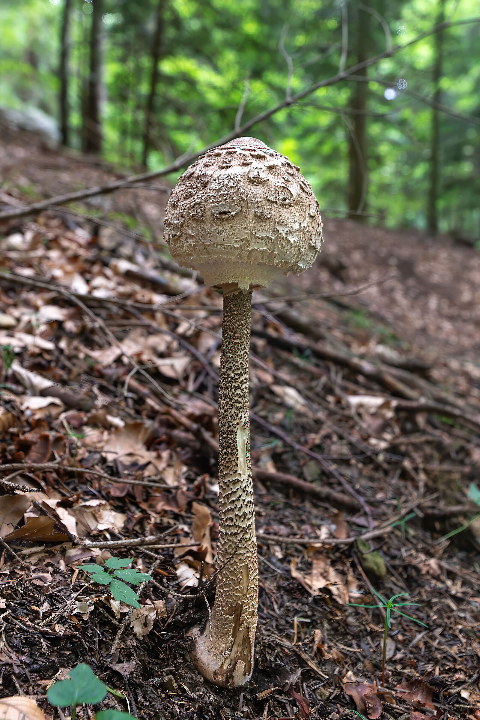 A beautiful drum mace ( Macrolepiota procera )