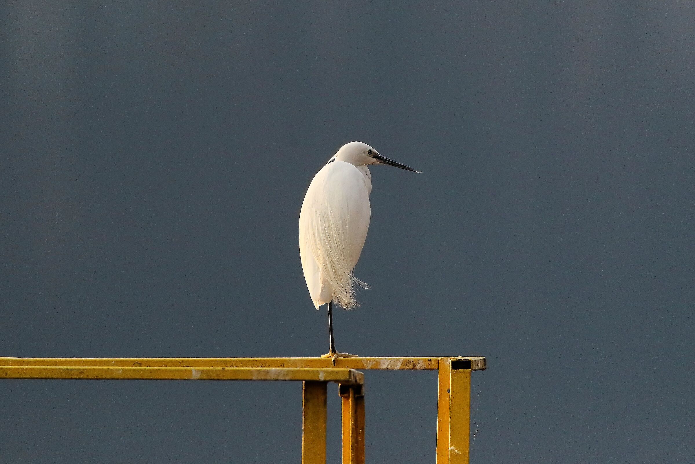 Garzetta 06 marzo 2023