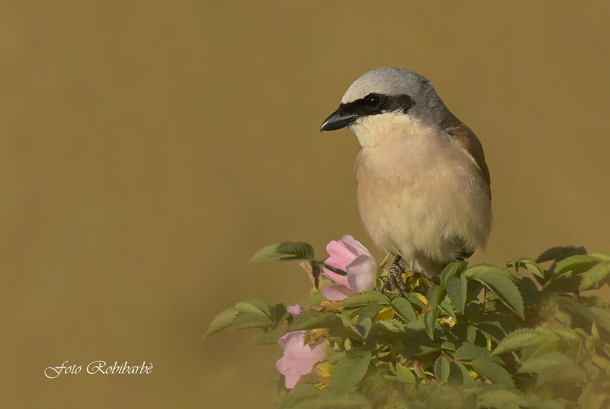 Averla piccola in fior...