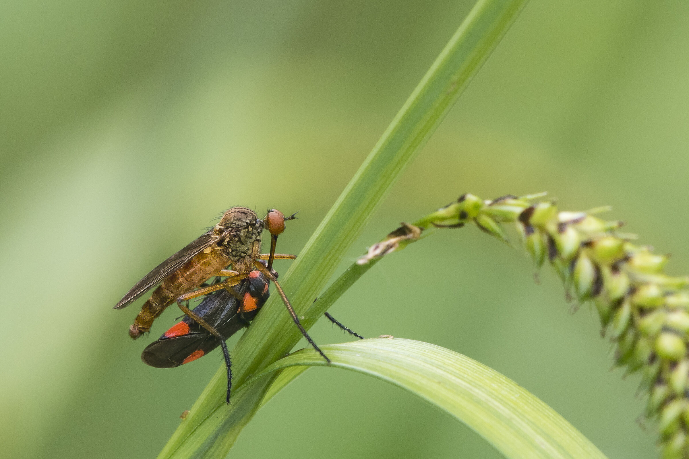 Empis bruise