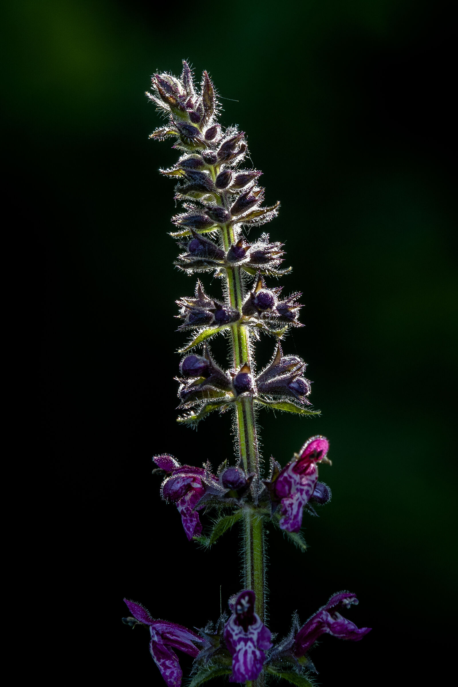 Stregona dei boschi (Stachys sylvatica)