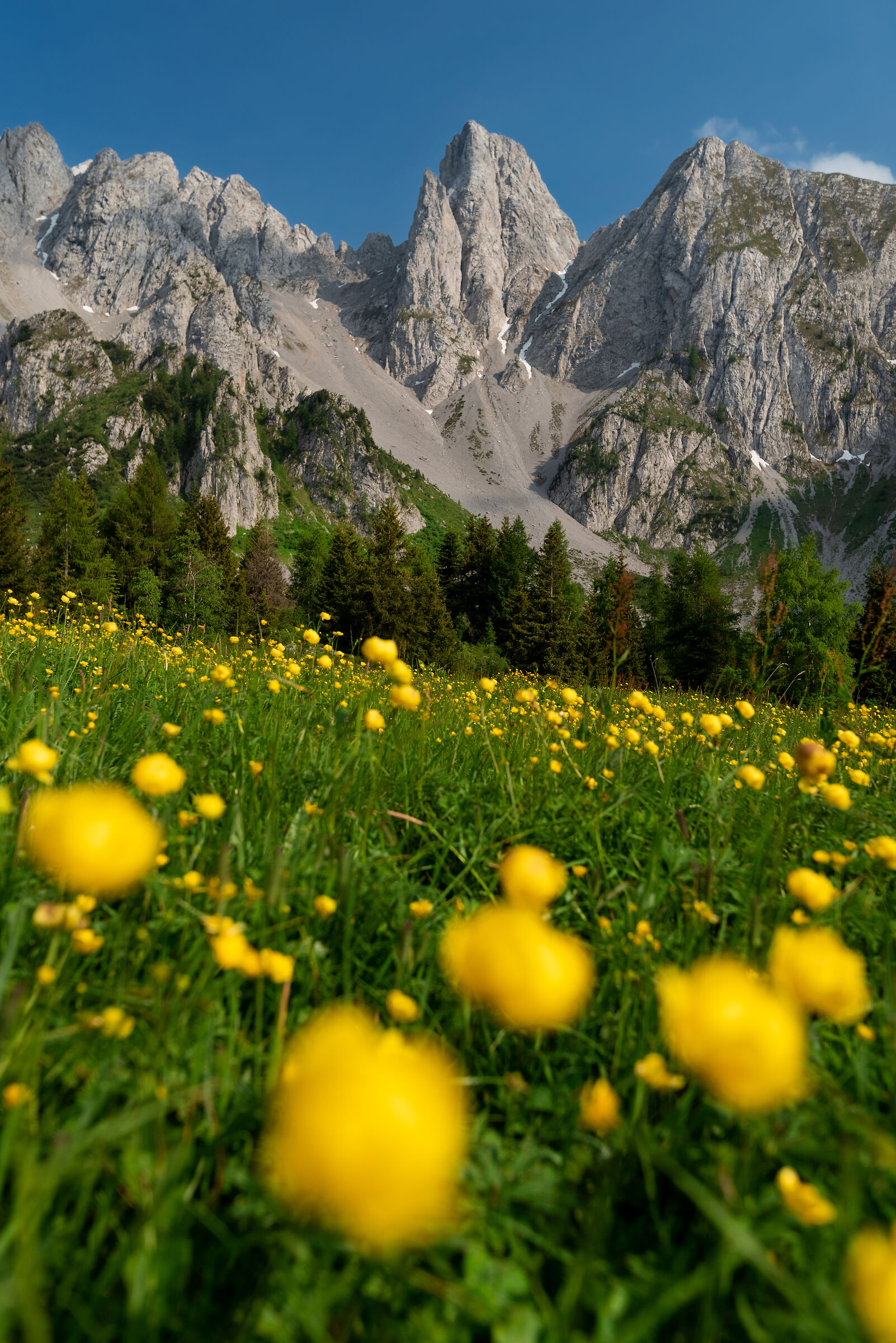 Ai piedi del Cimon della Bagozza