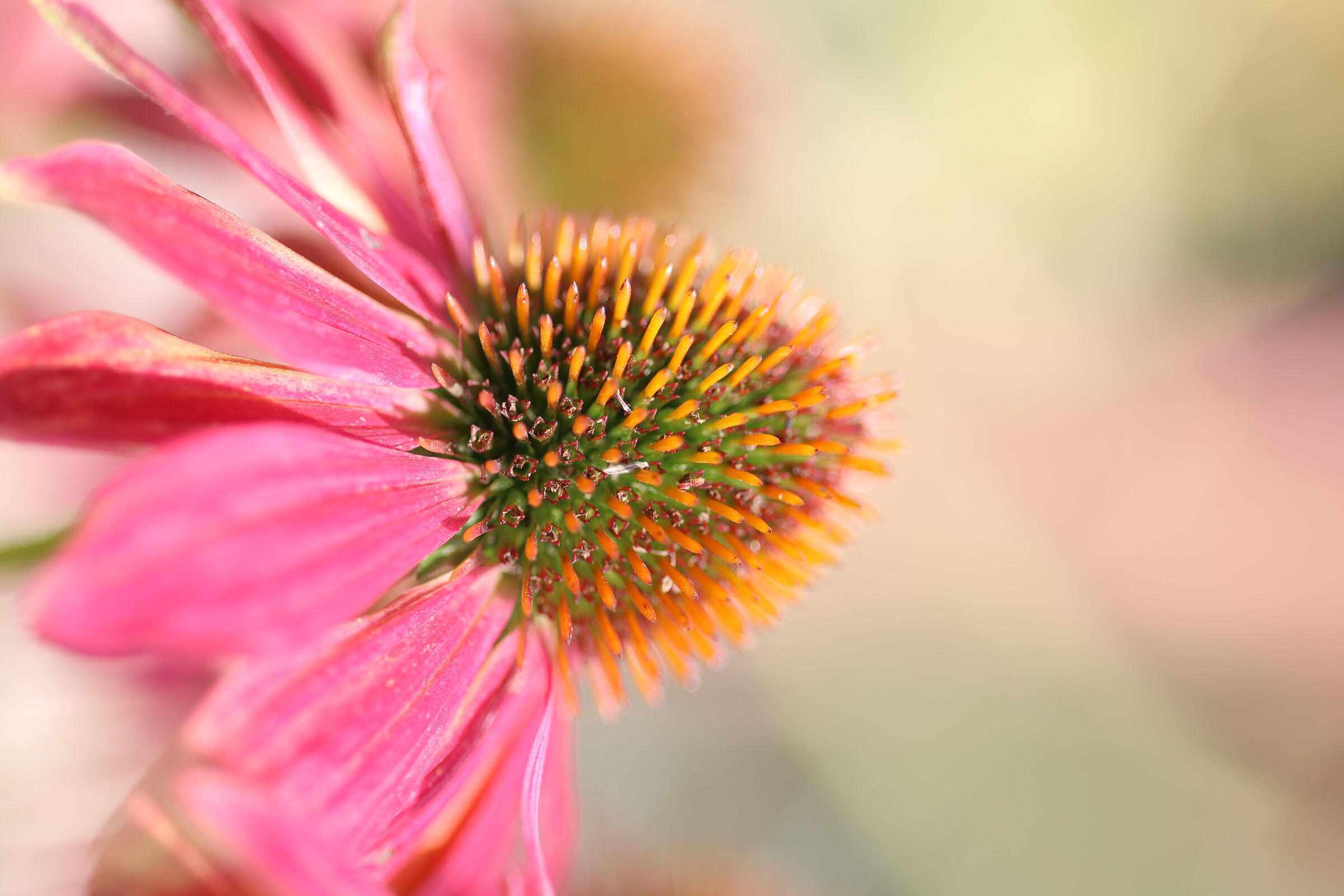 Echinacea purpurea