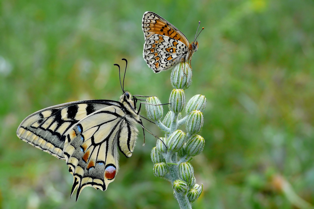 What a couple ...............