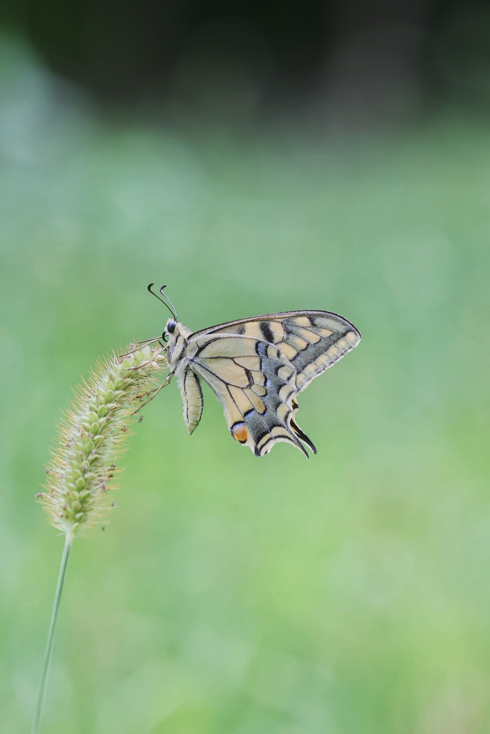 Papilio machaon