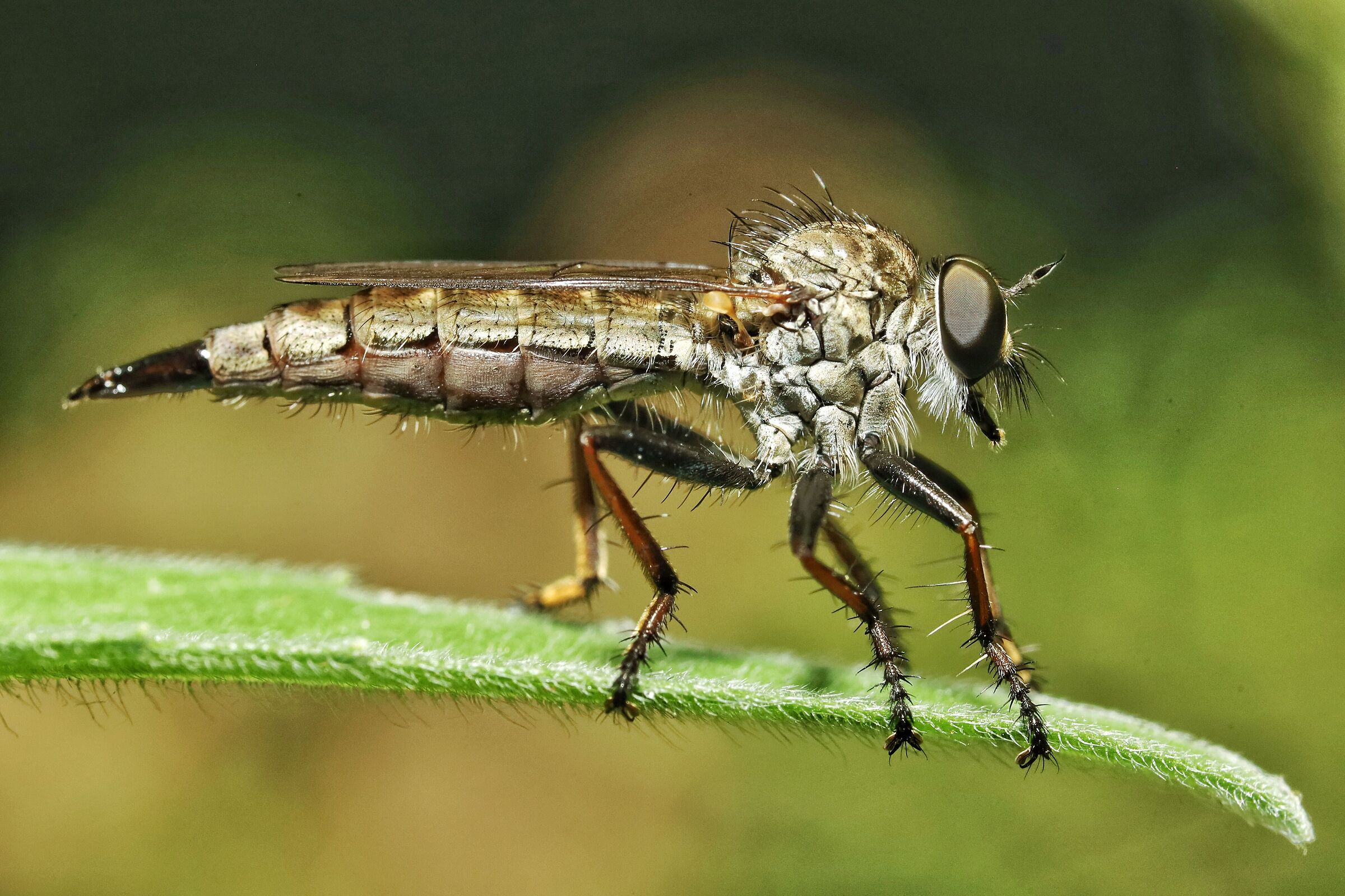 Tolmerus atricapillus &female;