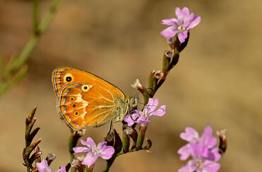 Coenonympha corinna