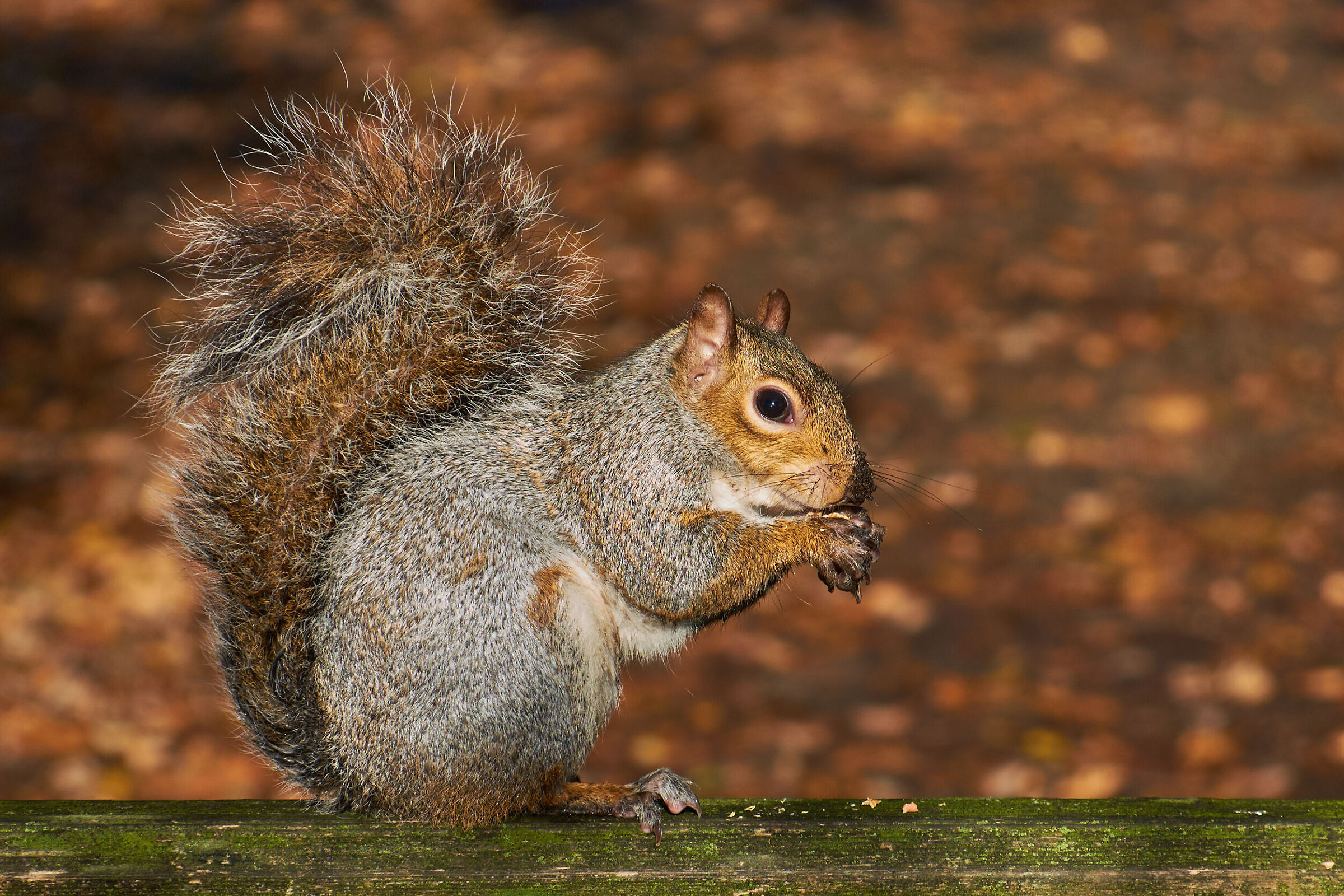 Squirrel