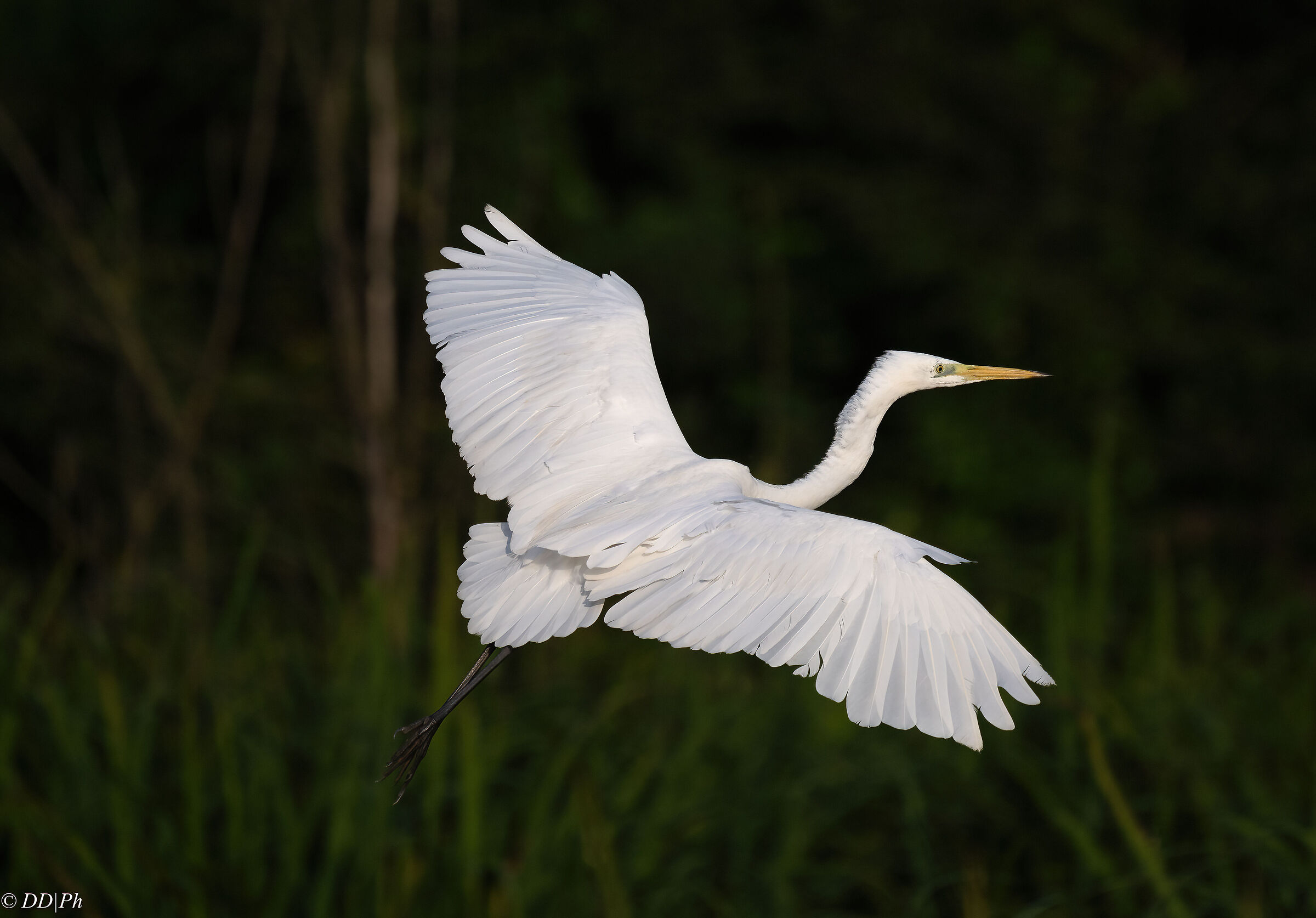 Airone bianco maggiore