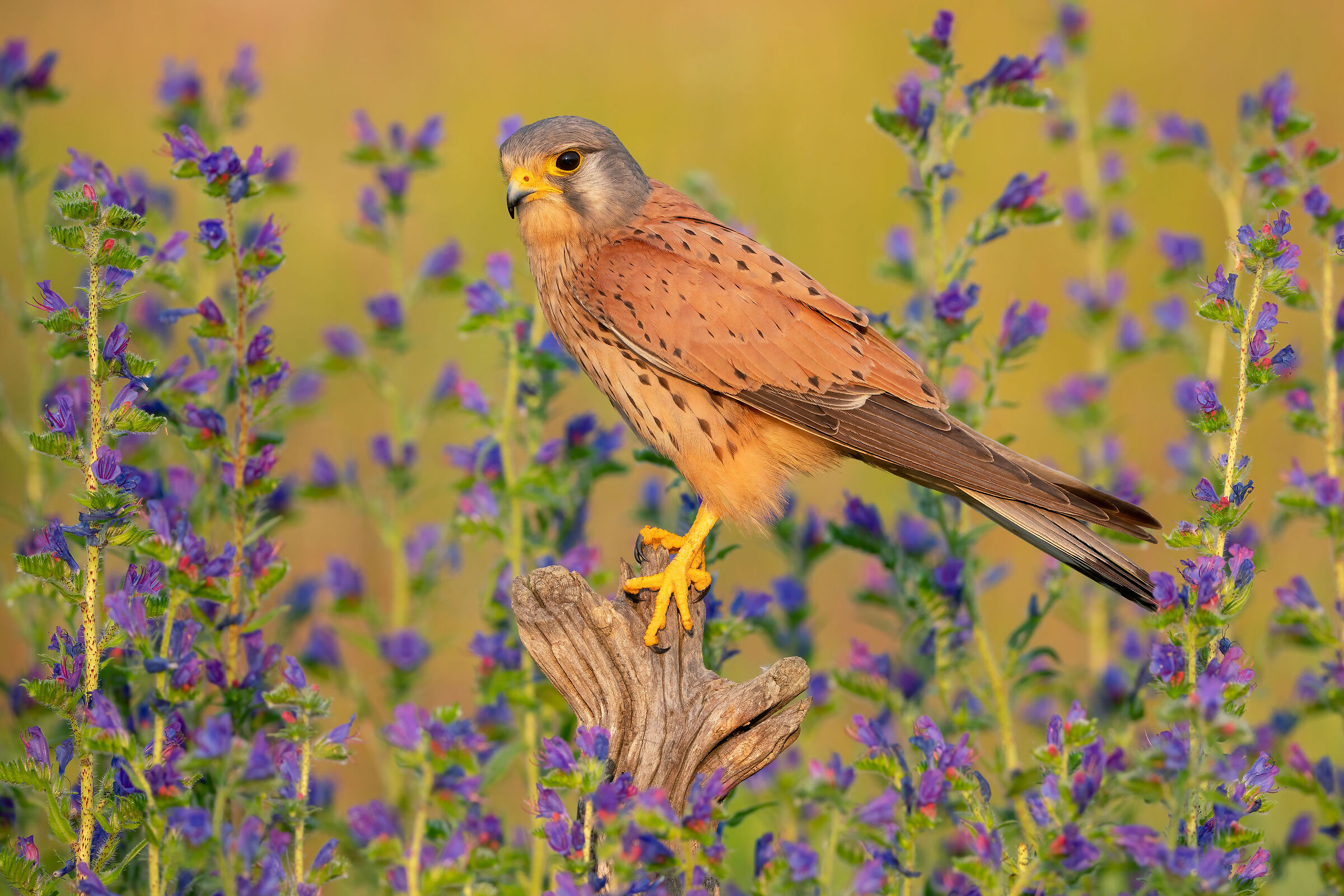 kestrel