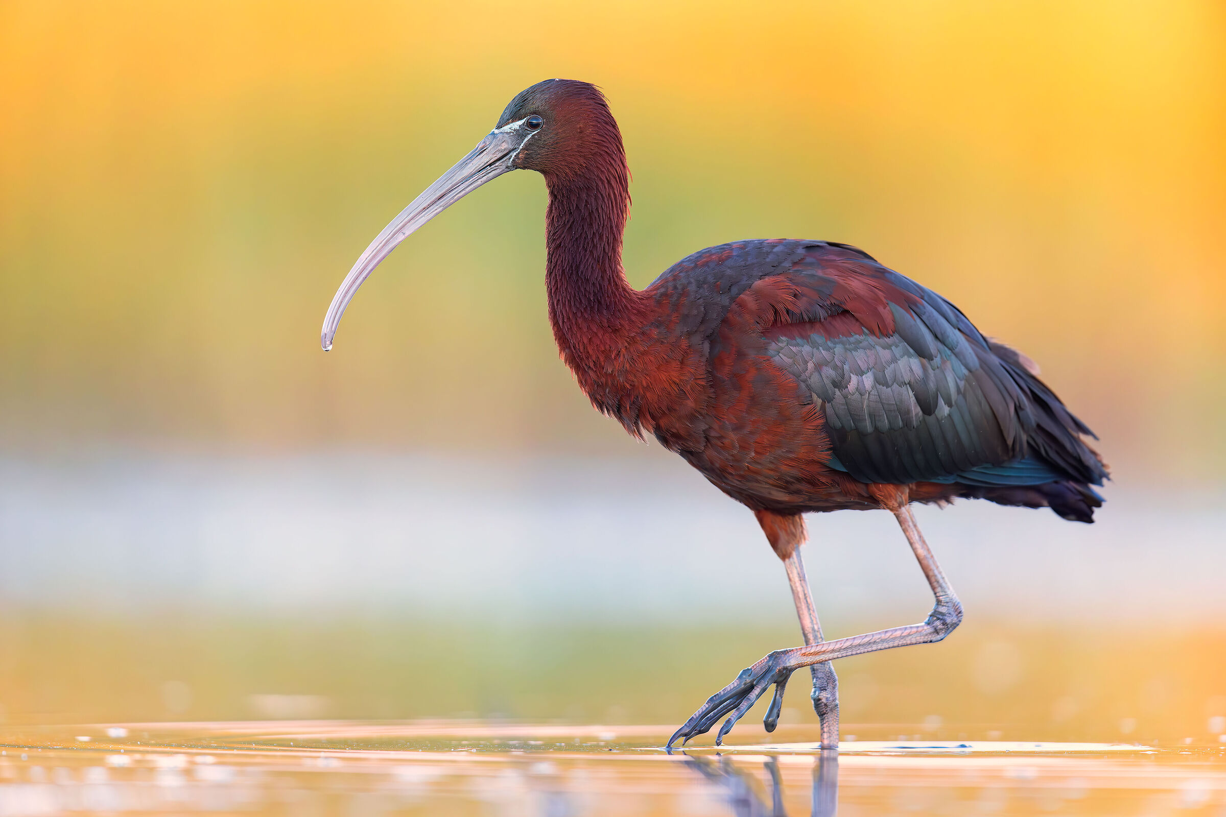 Glossy ibis